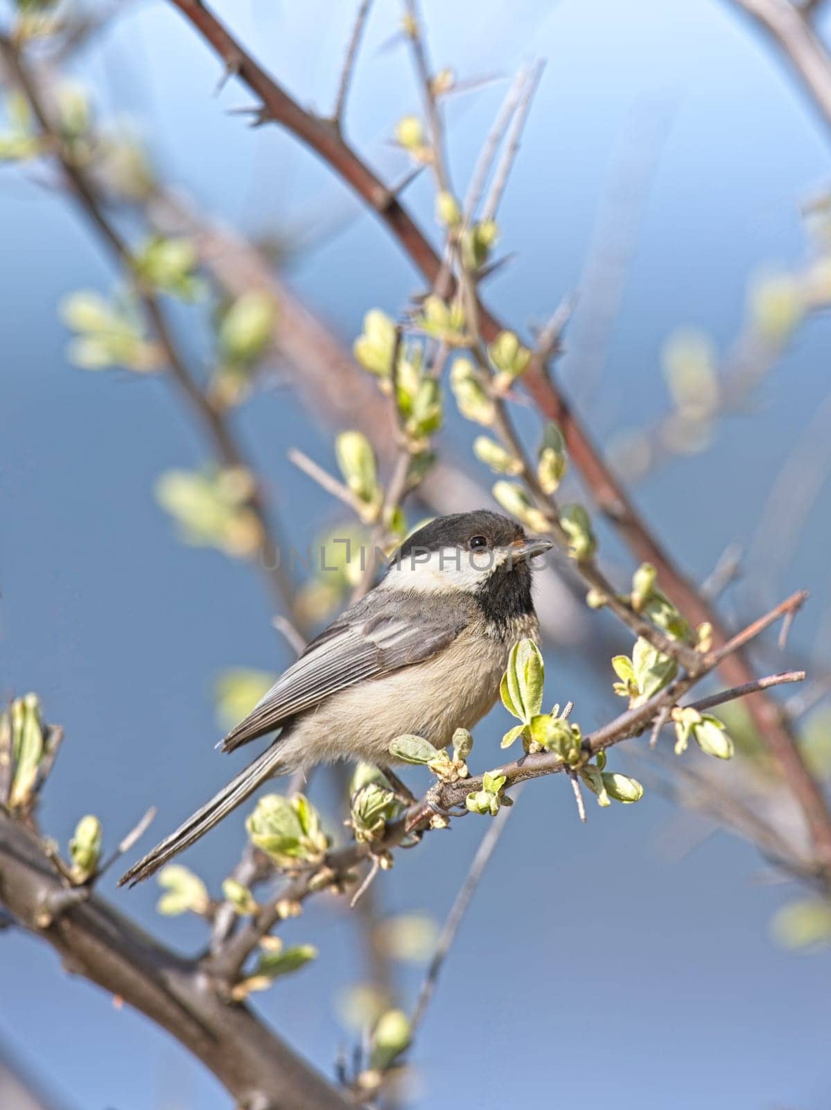 A portraiture of a small black capped chickadee songbird perched on a twig in Coeur d'Alene, Idaho