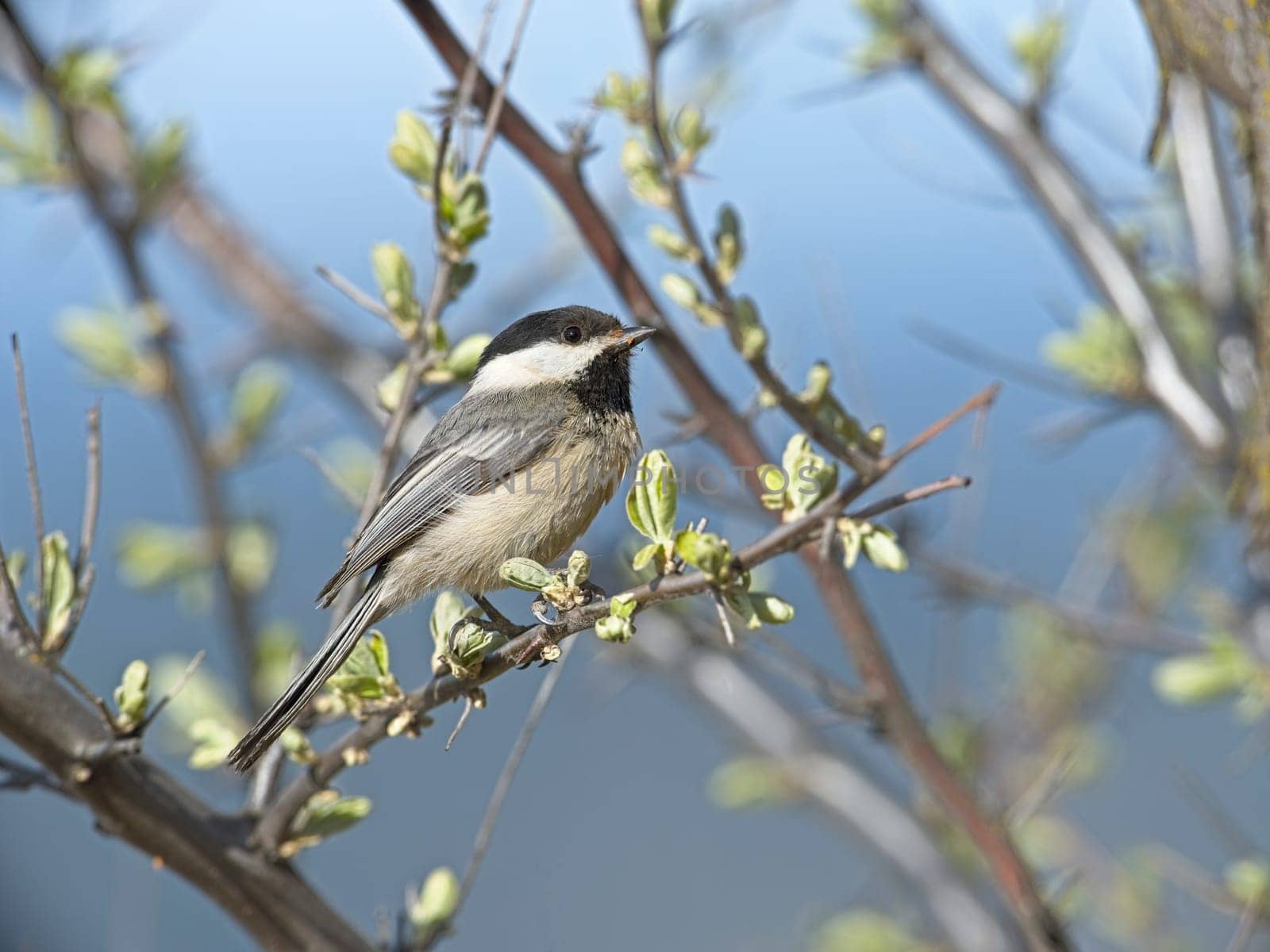 A close up of a small black capped chickadee perched on a small twig in Coeur d'Alene, Idaho.