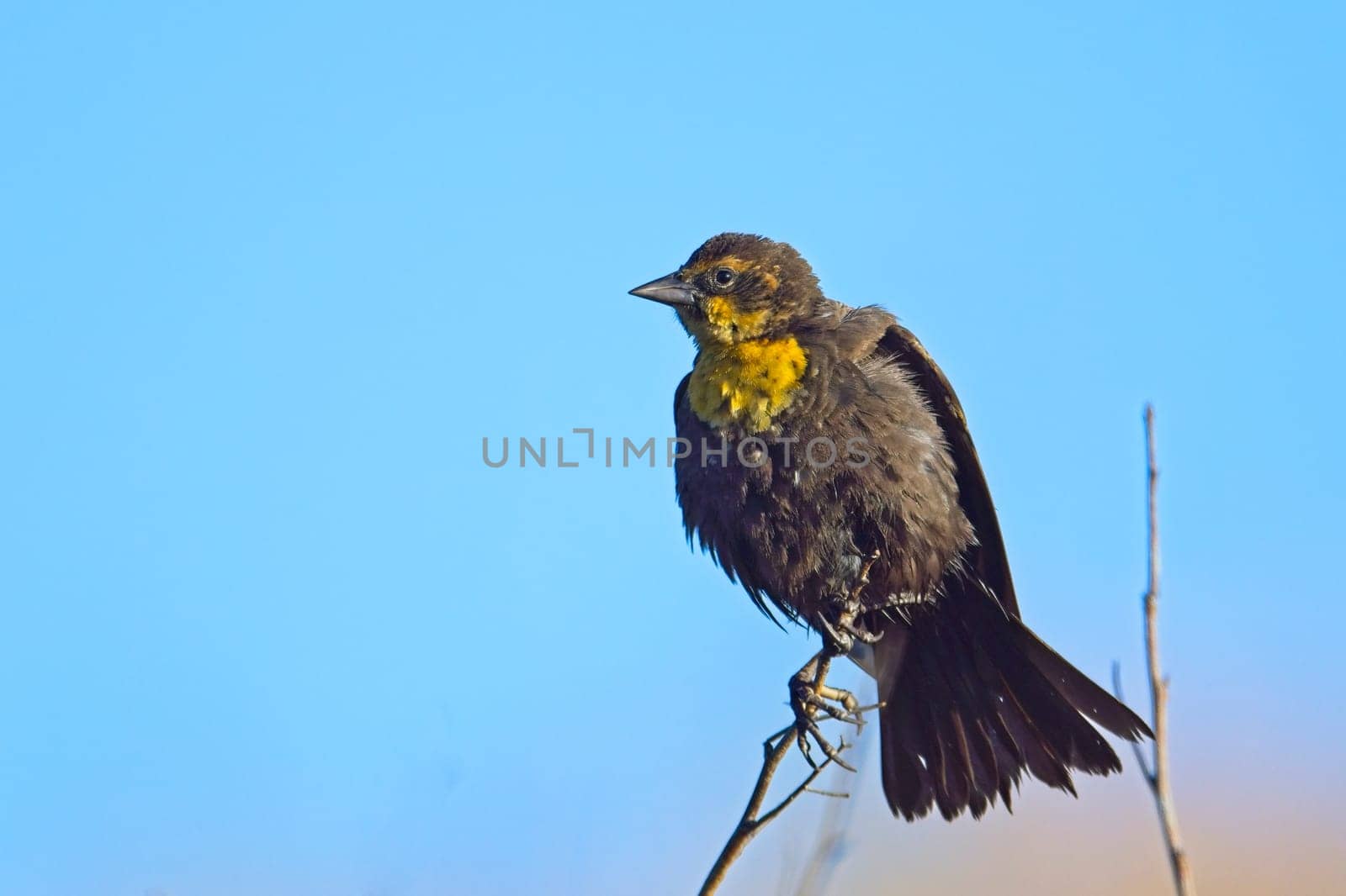 A small female yellow headed black bird is perched on a small twig set against the blue sky.