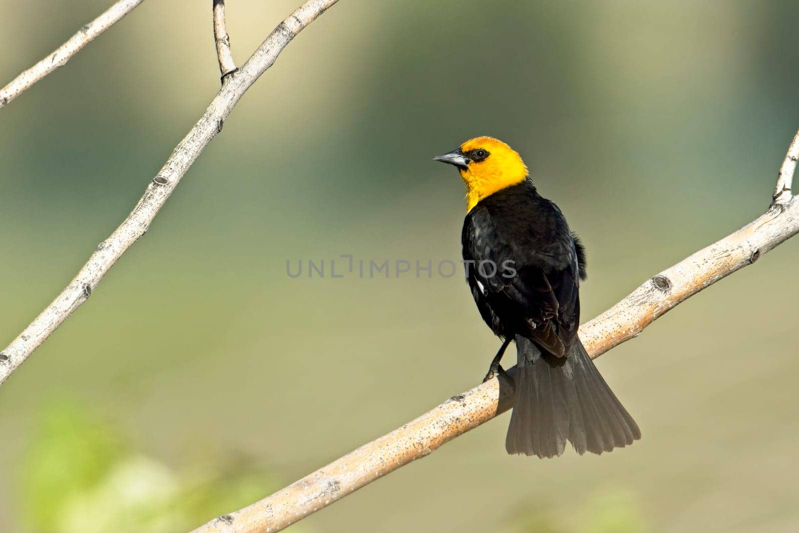 A pretty male yellow headed blackbird is perched on a small branch near Libtery Lake, Washington.