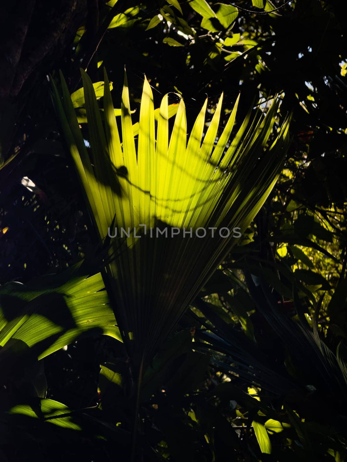 Sunlit vibrant green leaves stand out in a dark tropical forest.