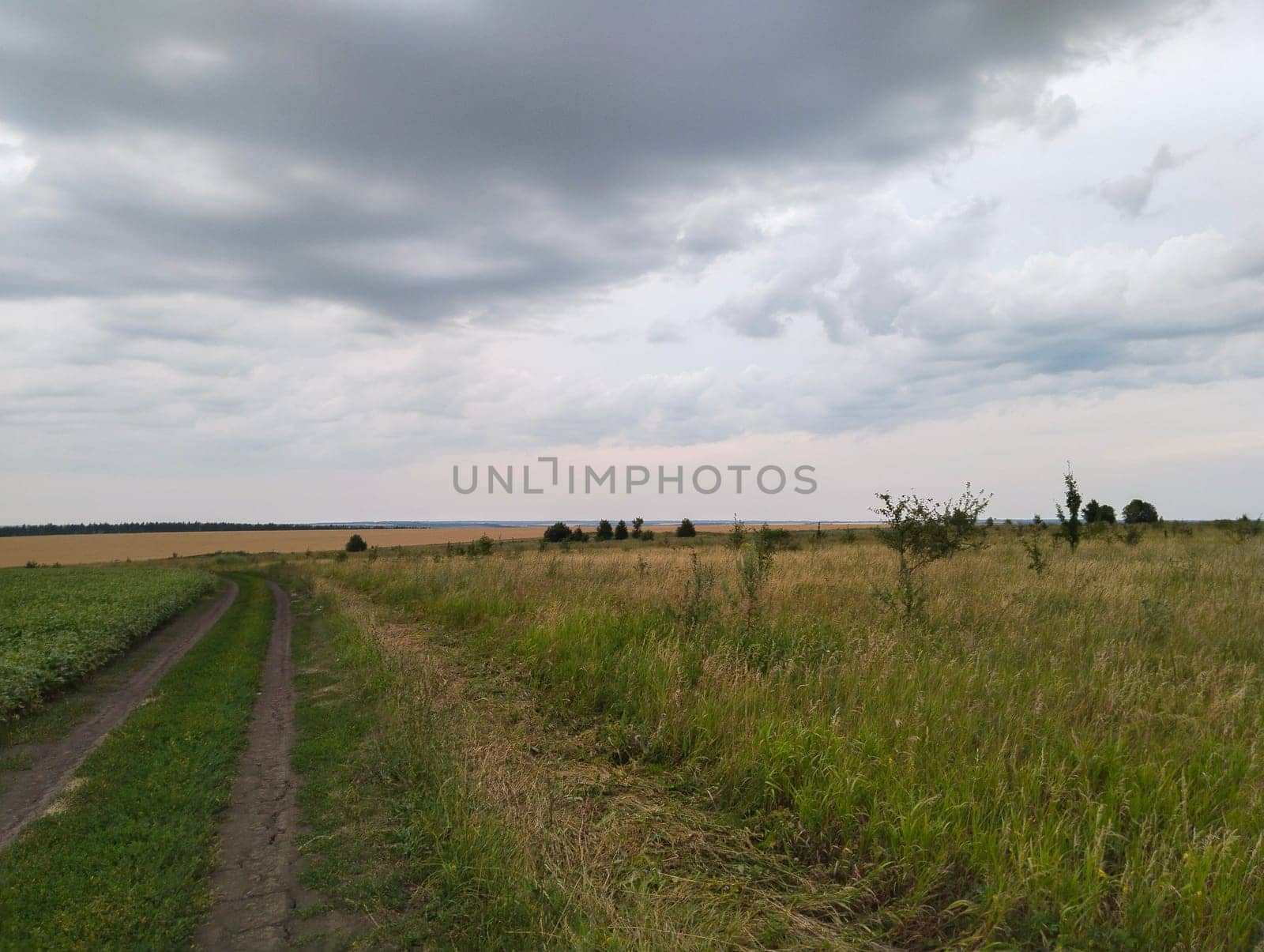 A dirt road cuts through a field of tall grass, extending towards a distant horizon. A line of trees stands in the middle distance. The sky is overcast with thick, gray clouds.