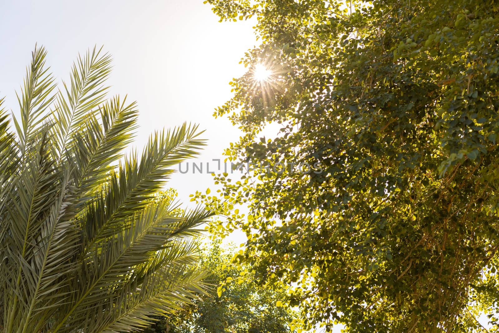 Beautiful Shady Green Leaf Tree And Palm Tree Against A Blue Sunny Sky Tropical Background. Beautiful Backdrop Tropic, Nature. Spa, Wellness or Tourism Concept. High quality photo