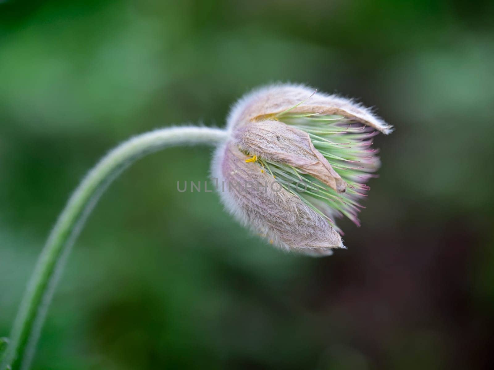A macro photo of a pretty pasque flower in a public garden in Spokane, Washington.
