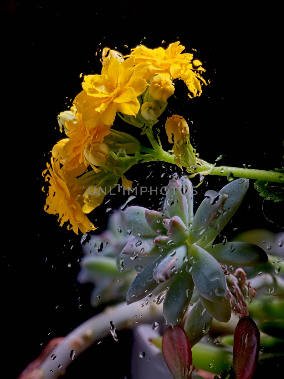 An abstract photo of a yellow flowering kalanchoe plant behind glass with water drops on it.