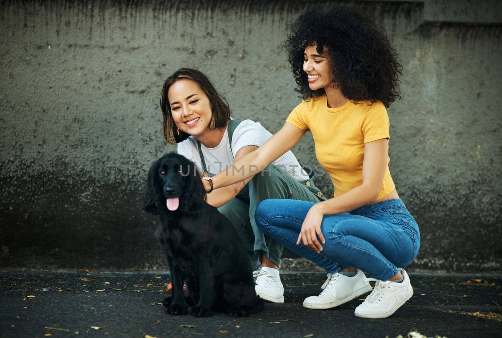 Love, lgbt and a couple walking their dog together outdoor in the city for training or exercise. Lesbian, smile and a happy woman with her girlfriend to teach their pet cocker spaniel on a leash by YuriArcurs