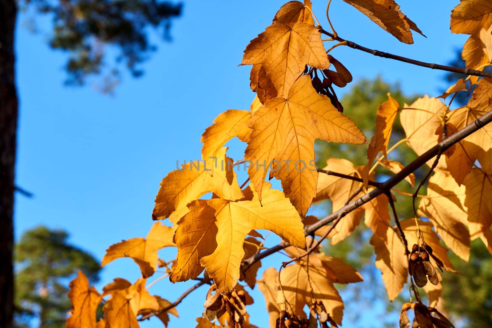 Autumn bright orange maple leaves close up in sunny day and blue sky by jovani68