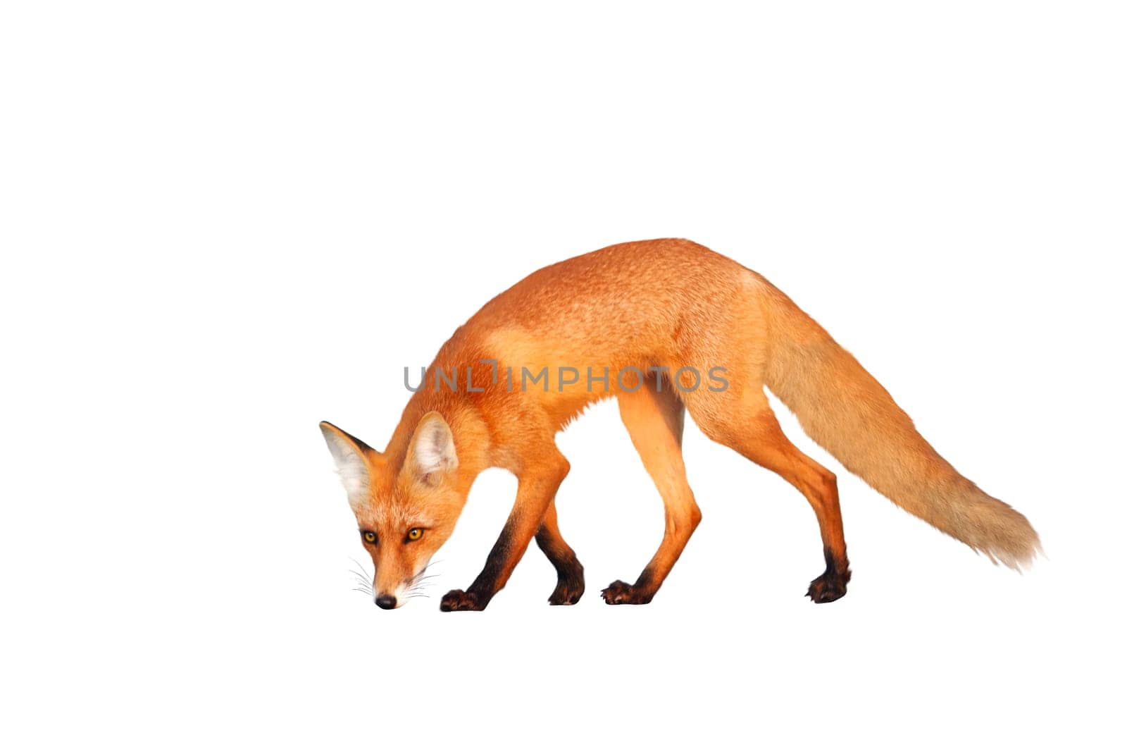 fox sniffing isolated on white,news, trick