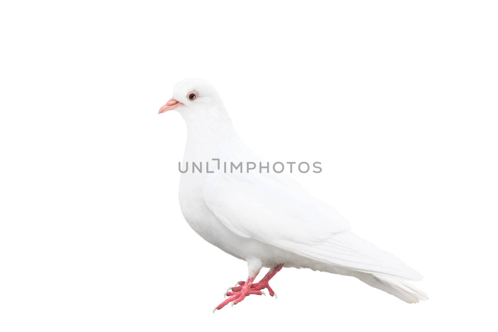 white dove stands isolated on white, bird of peace