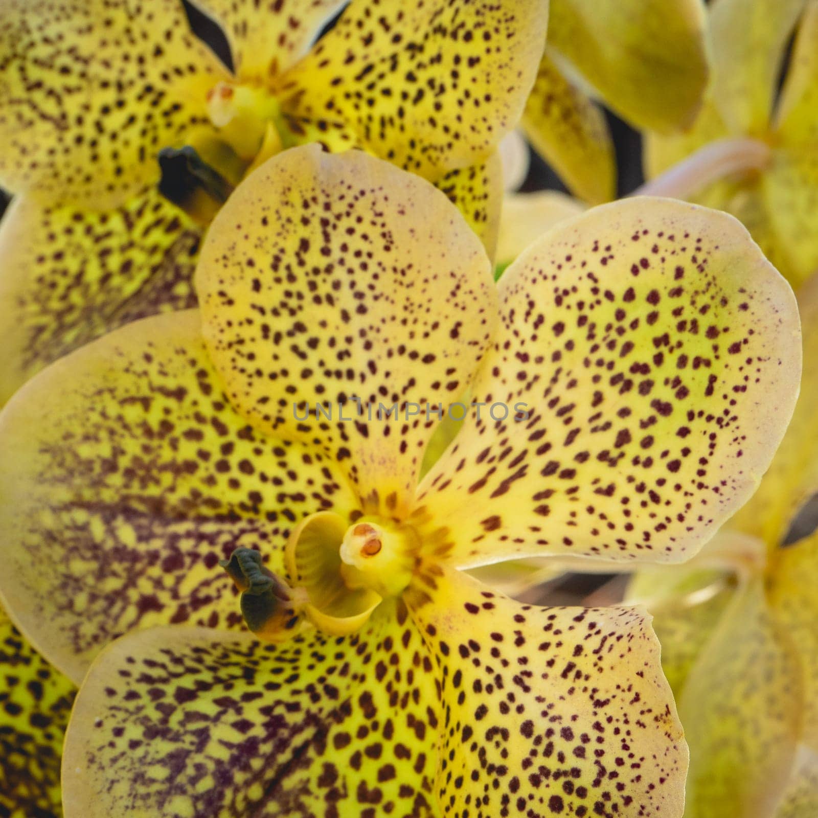 Beautiful Yellow orchids in the Botanical Garden in São Paulo, Brazil.