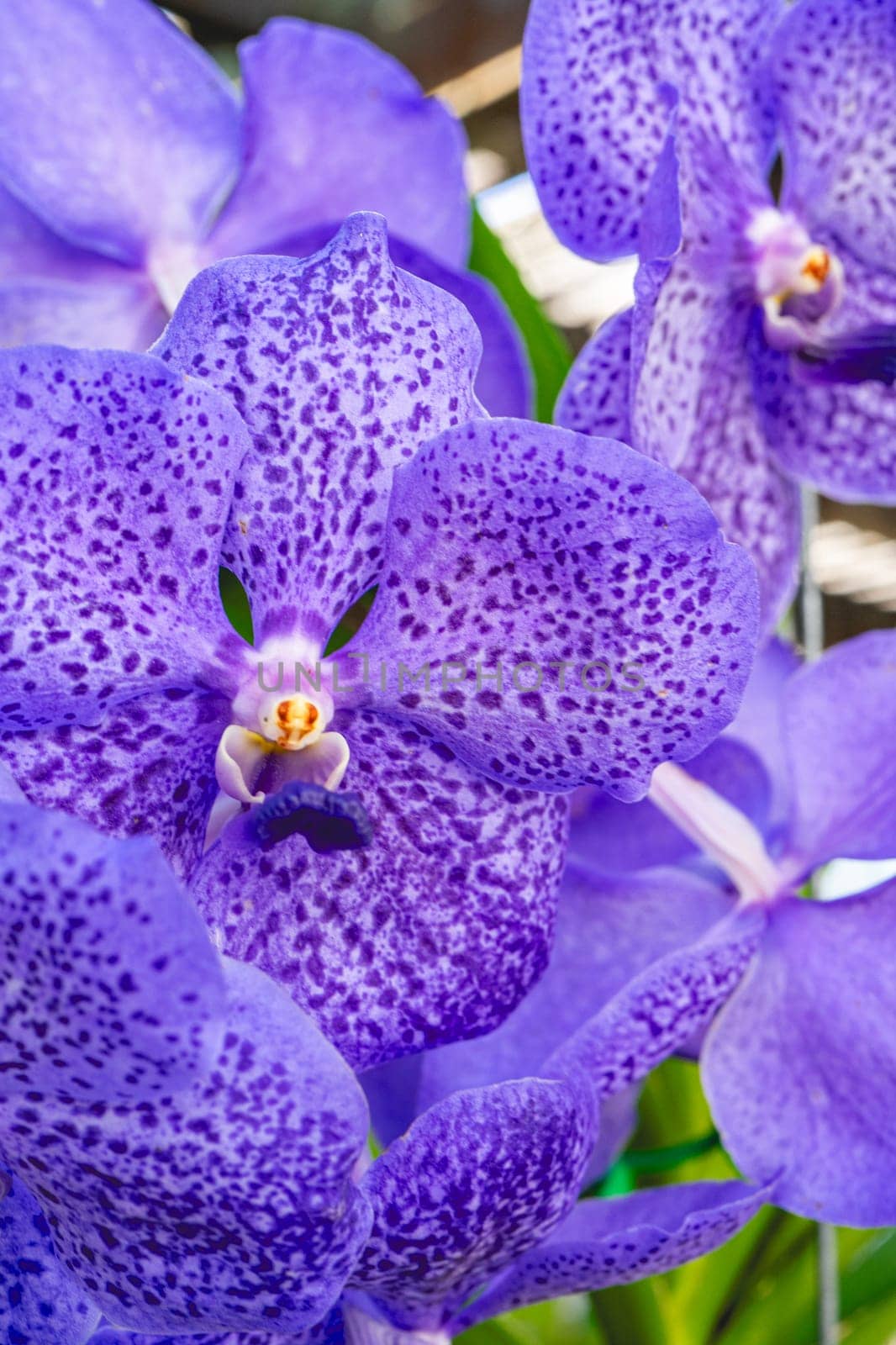 Close up from a beautiful Purple flower, at the Botanic Garden in São Paulo, Brazil.