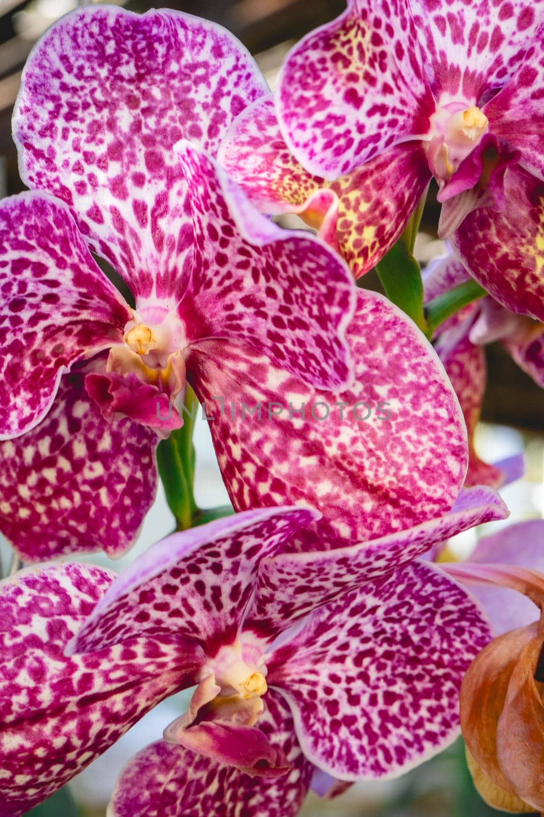 Close up from a beautiful pink flower, at the Botanic Garden in So Paulo, Brazil.