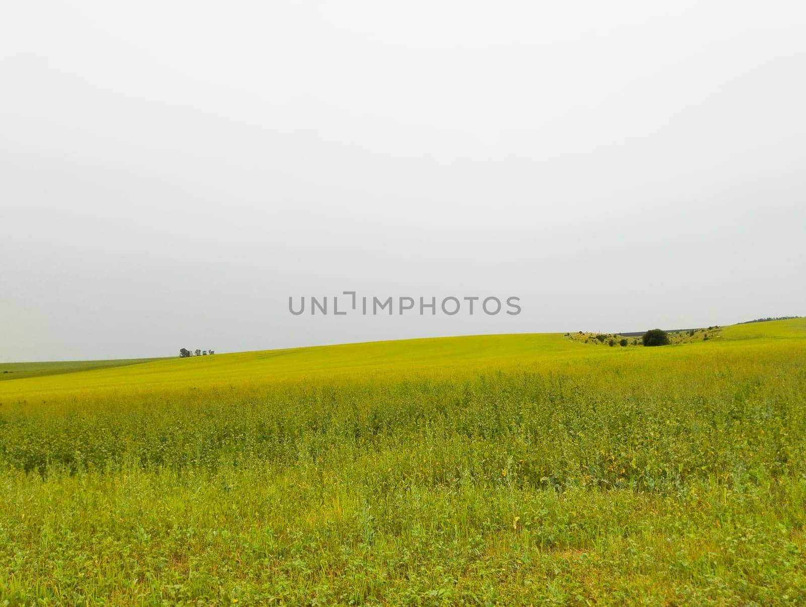 A wide view of a rolling field of mostly green grass with patches of yellow wildflowers, under a gray cloudy sky.