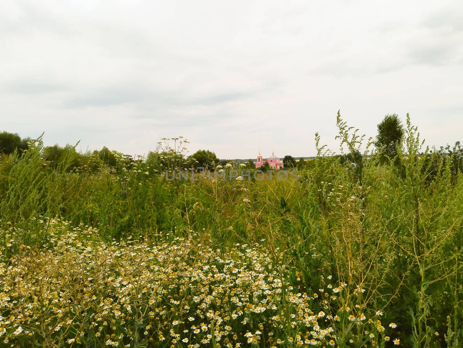 A field of white wildflowers in the foreground with a pink church visible in the distance. The sky is overcast, and the surrounding vegetation is green and lush.