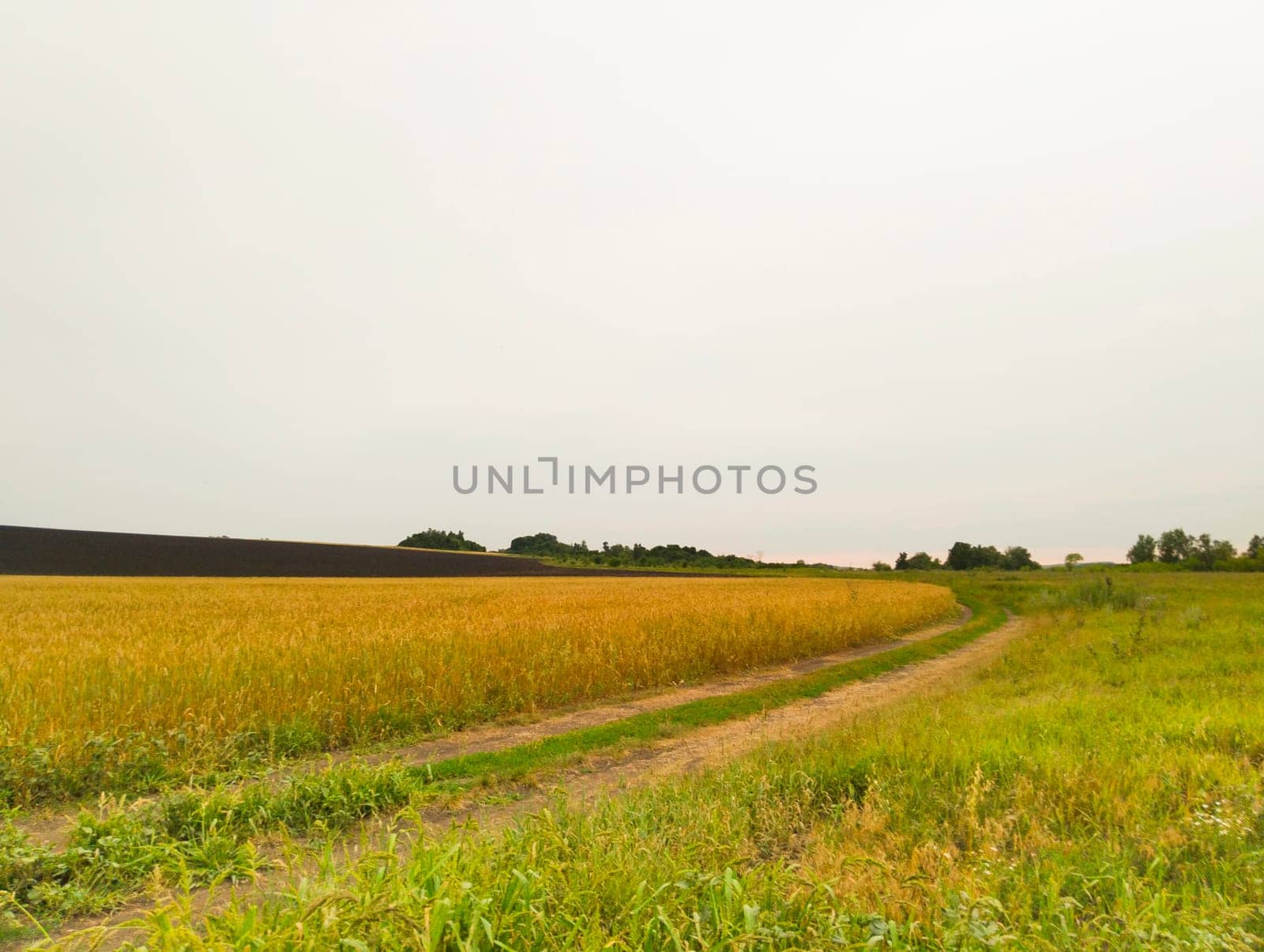 A dirt road winds through a field of golden wheat, with a line of trees in the distance. The sky is overcast and the field is bordered by a dark line of plowed earth.