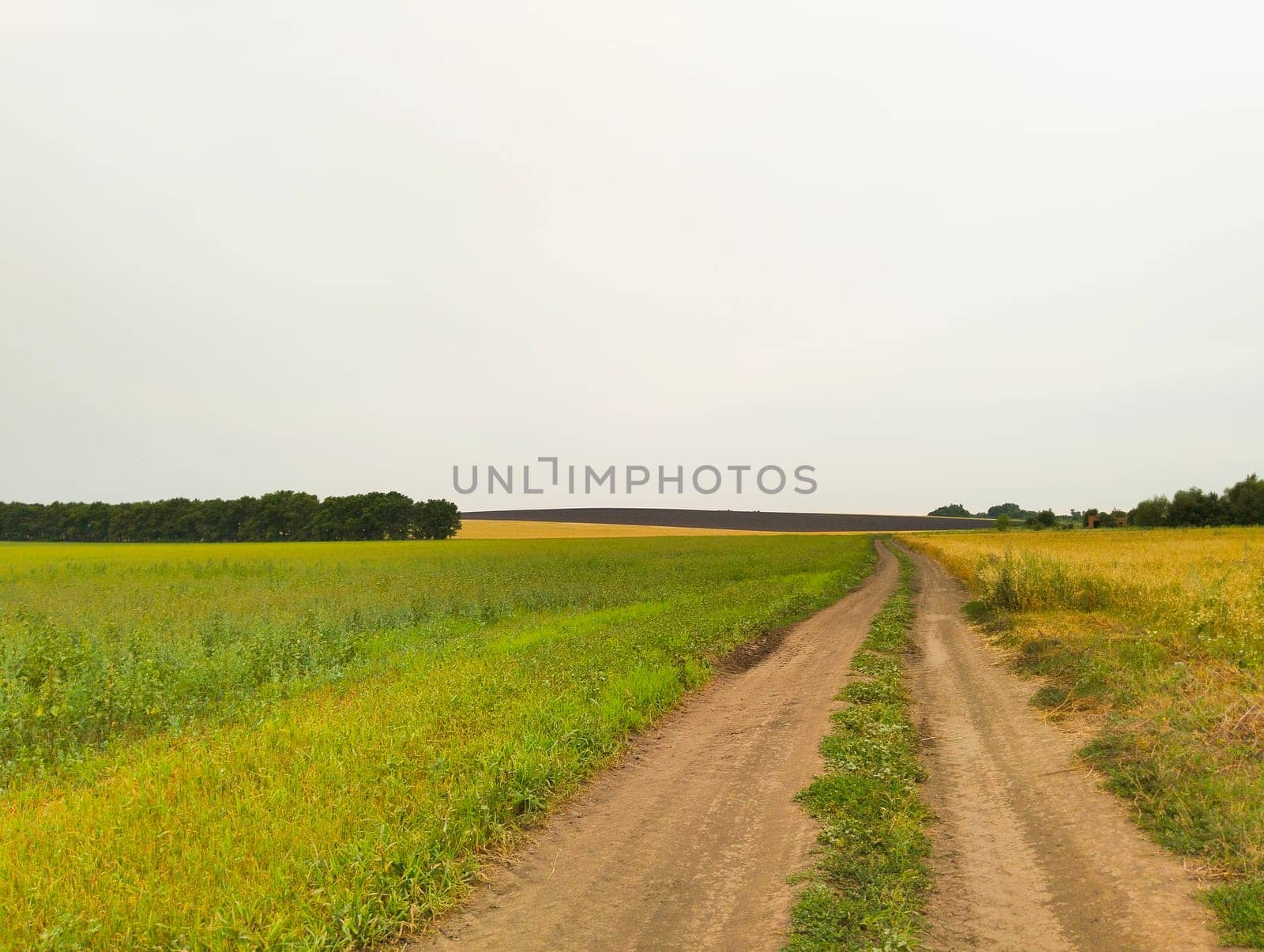 A dirt road leads through fields of crops on a cloudy day.