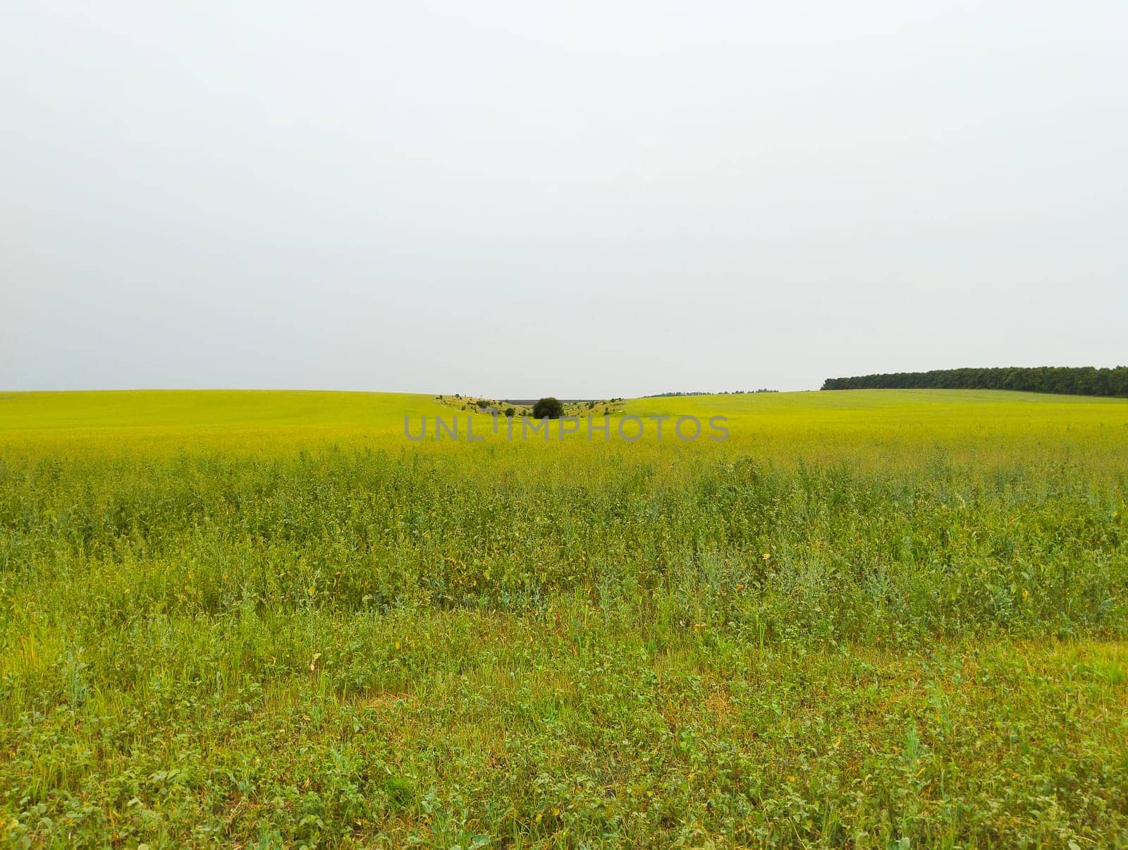 A wide shot of a large green field with a strip of trees in the distance. The sky is overcast.