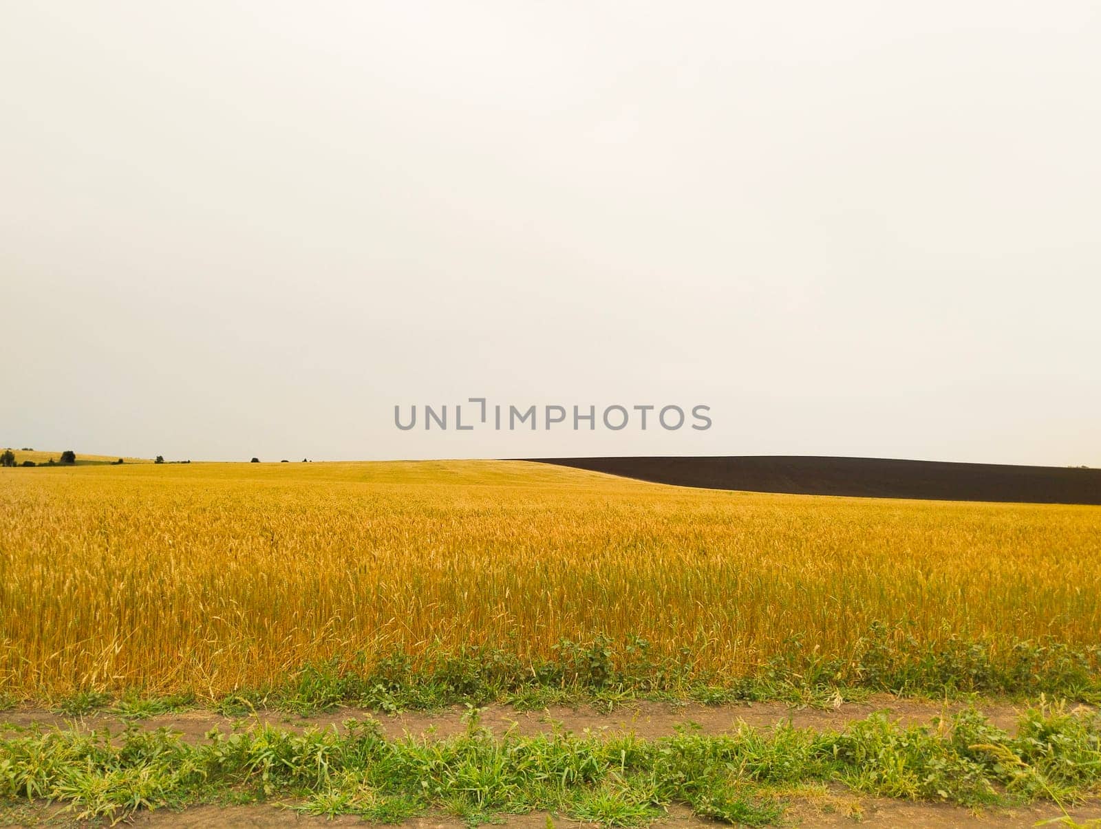 A wide shot of a golden wheat field with a dark line of plowed earth at the horizon under a cloudy sky.