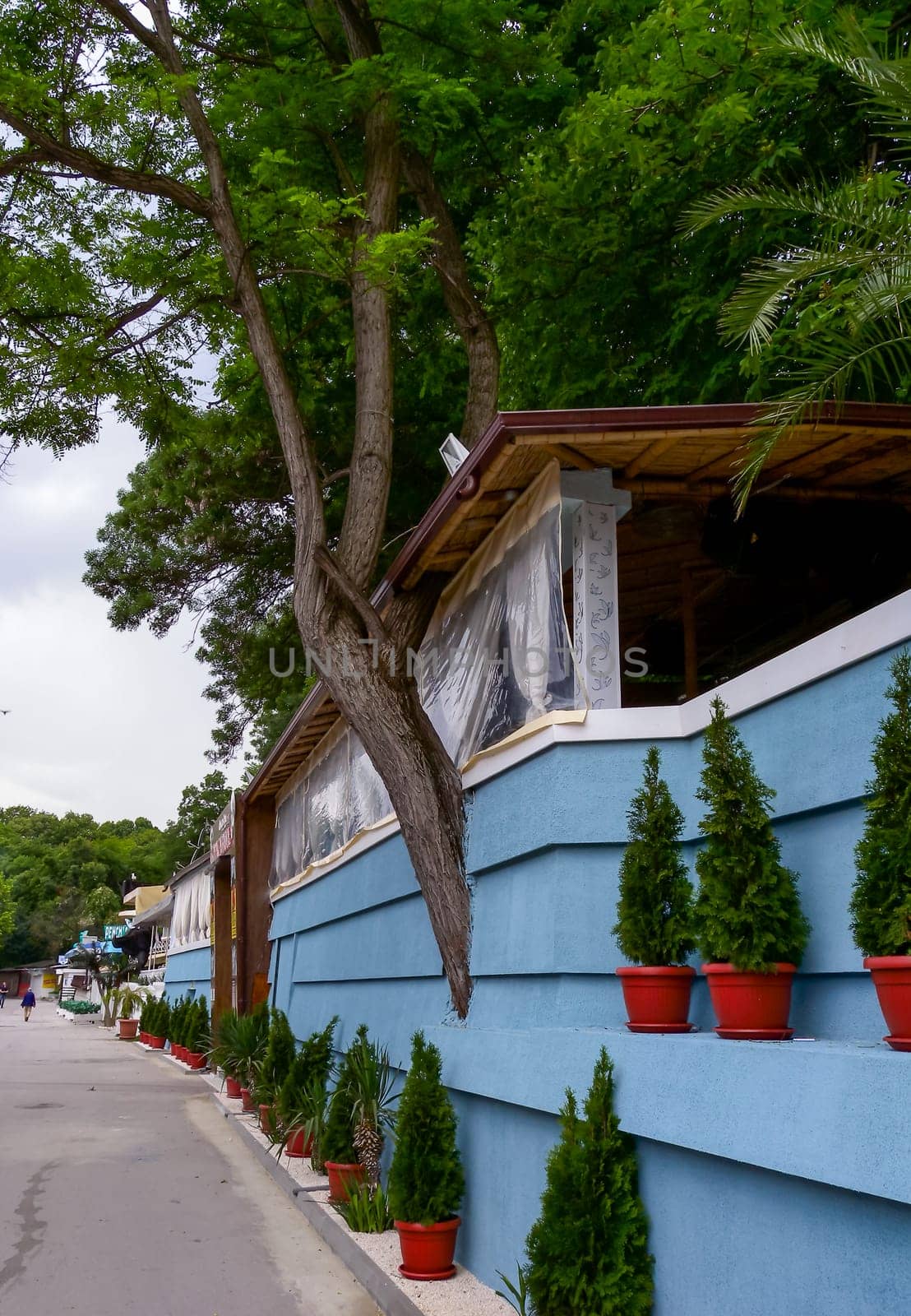 BULGARIA, VARNA - JUNE 06, 2013: 
a tree grows from the wall of the restaurant, the interior of the institution on the seashore in Varna, Bulgaria