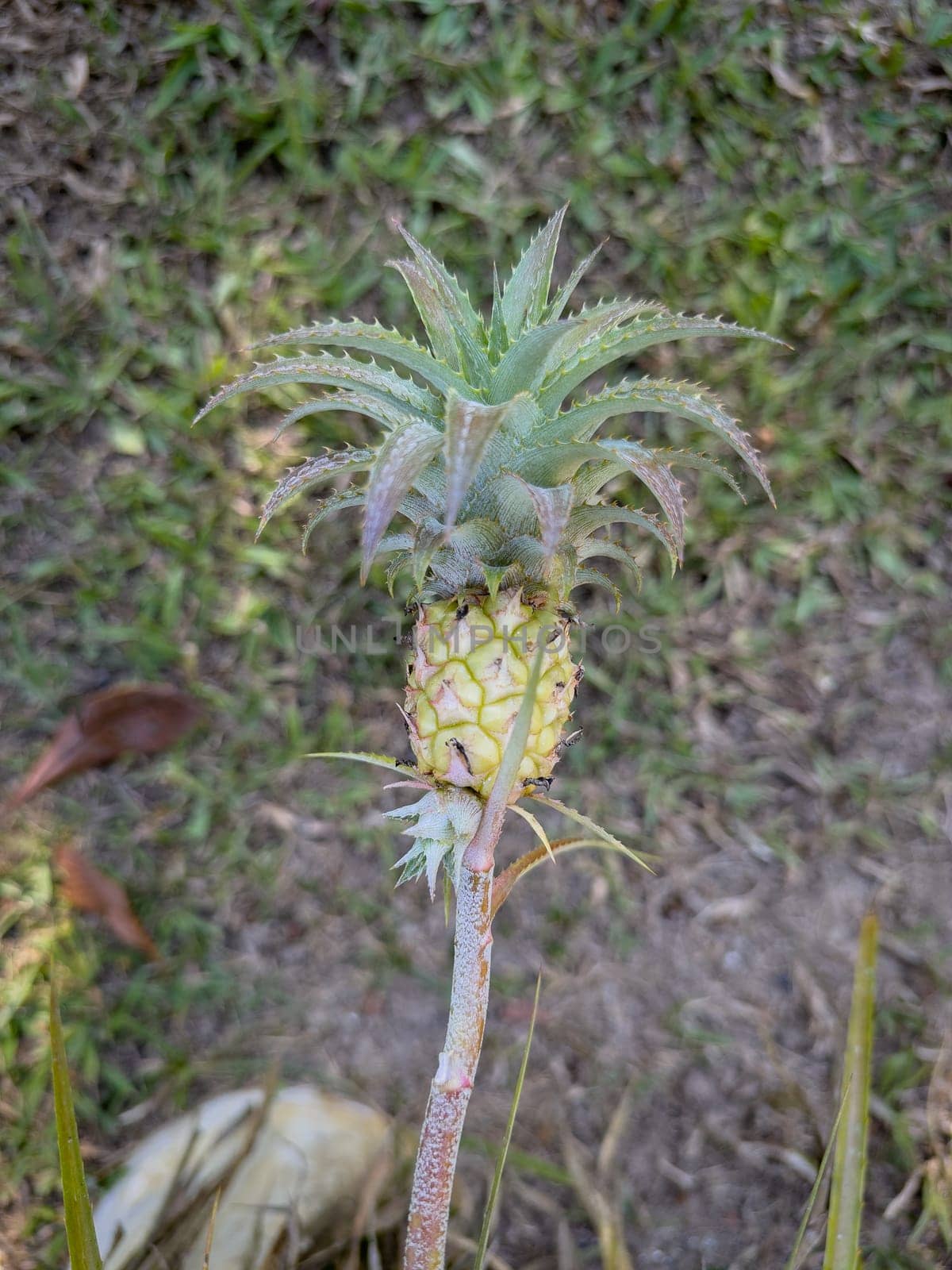 A young pineapple growing on its plant, surrounded by vibrant green leaves, in a close-up view.