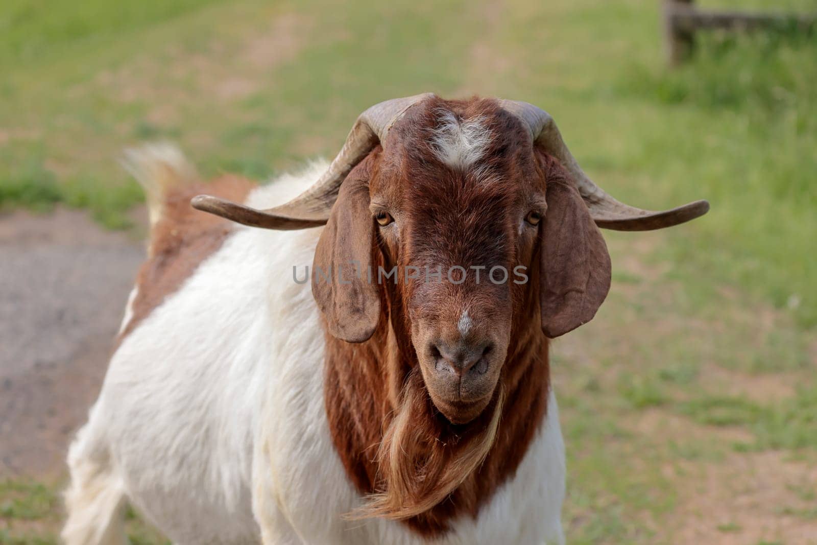 A close up portraiture of a goat with large horns near St. Maries, Idaho.