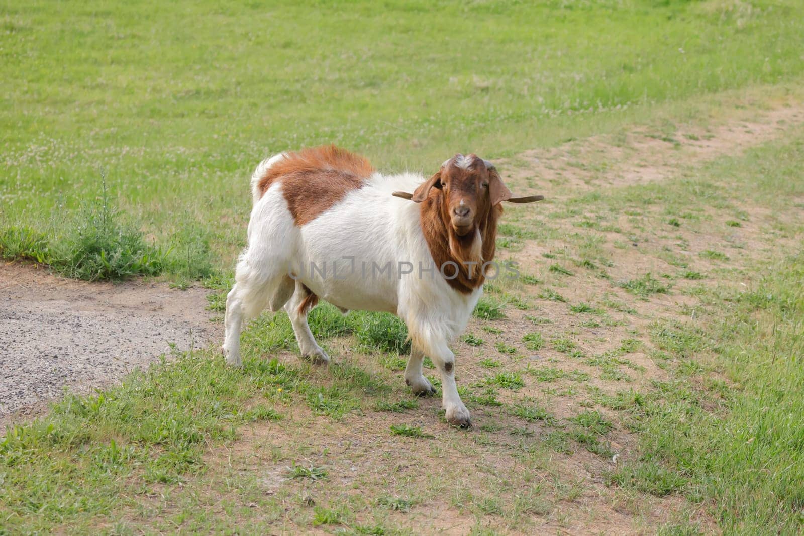 A goat with large horns runs around in a pasture near St. Maries, Idaho.