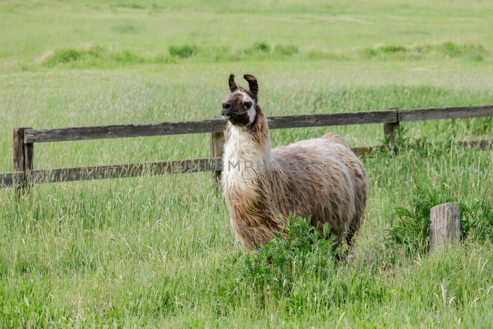 A Llama with a full coat of hair in a grassy field near St. Maries, Idaho.