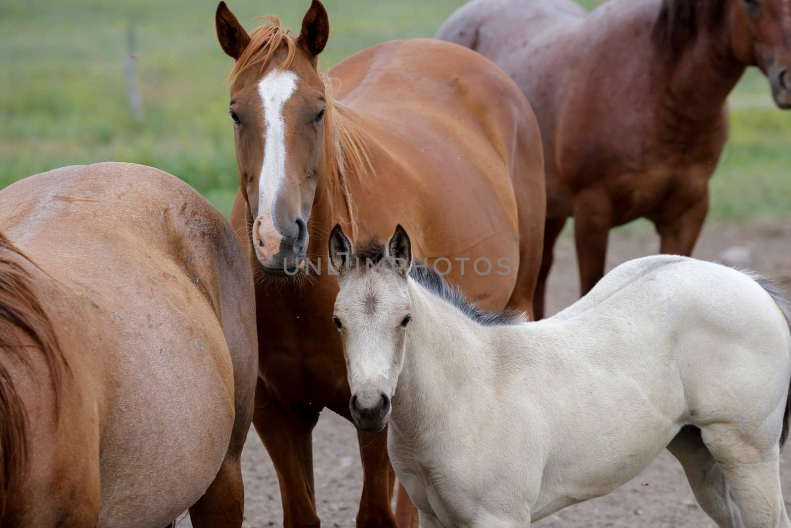 A cute white pony is standing amongst the adult horses near Polson, Montana.
