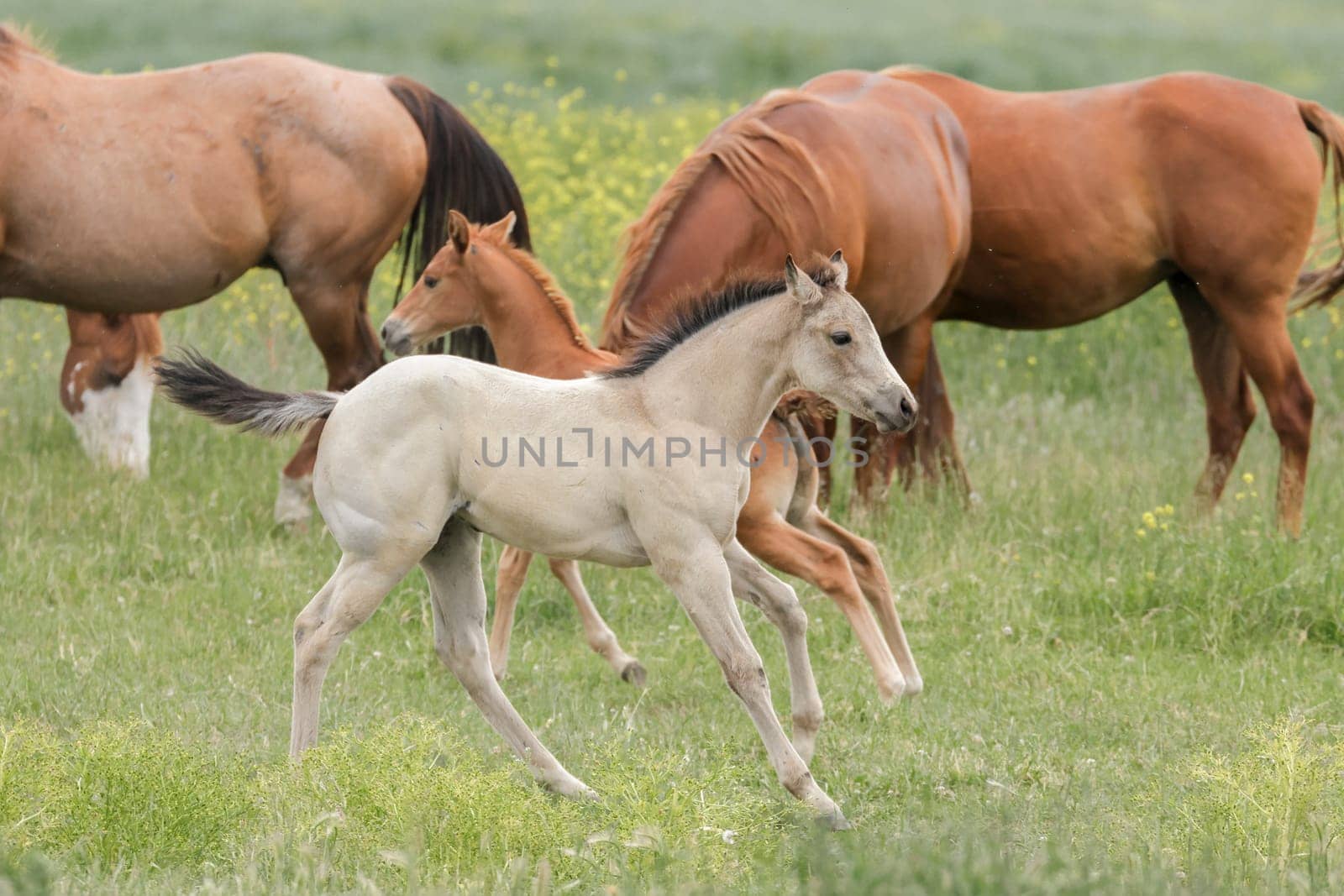 A cute white pony runs around the pasture near Polson, Montana.
