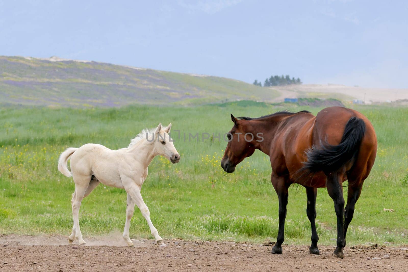 A cute white pony walks up to an adult horse near Polson, Montana.