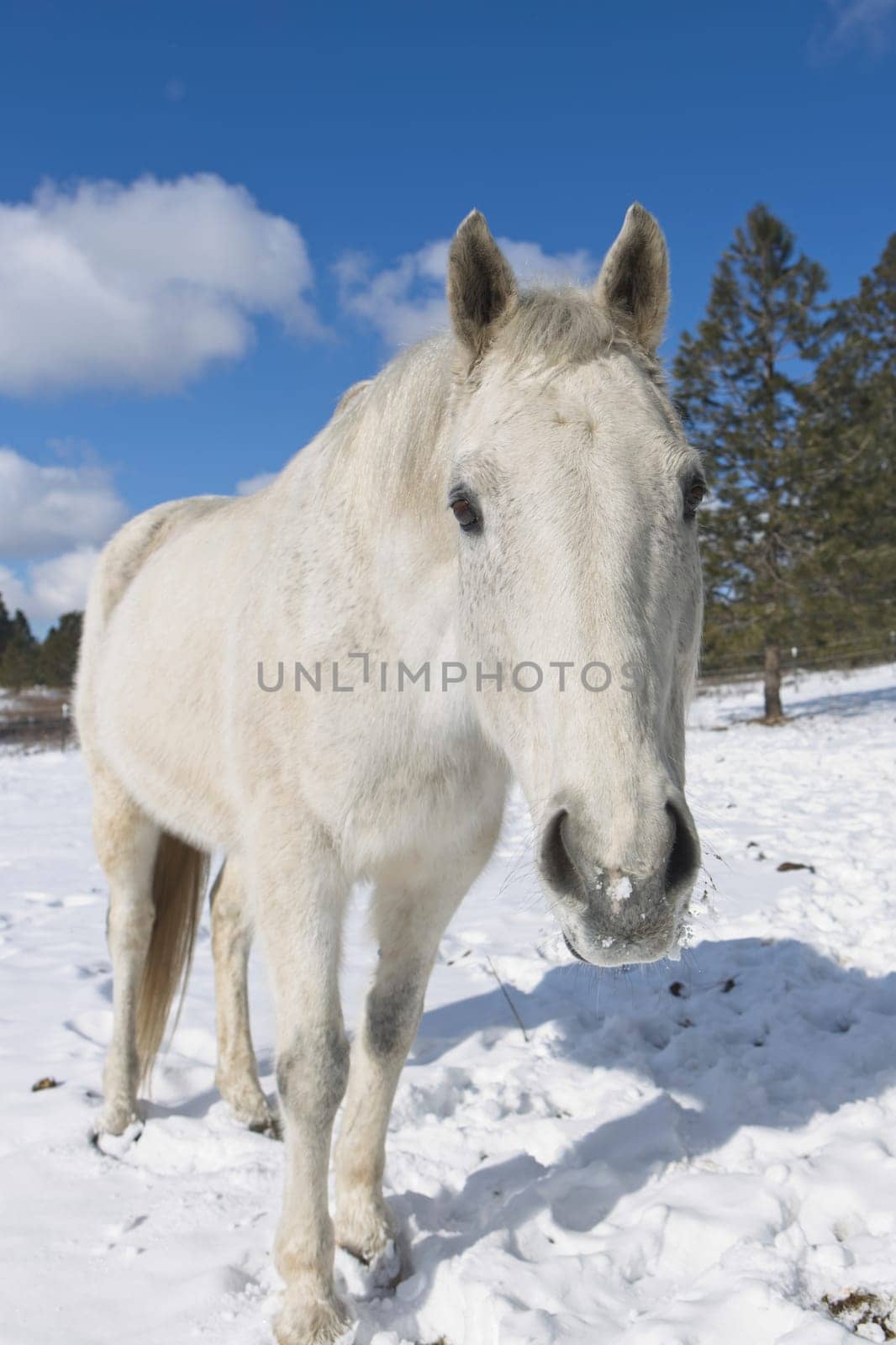 A close up portrait of a beautiful white horse near Cheney, Washington.