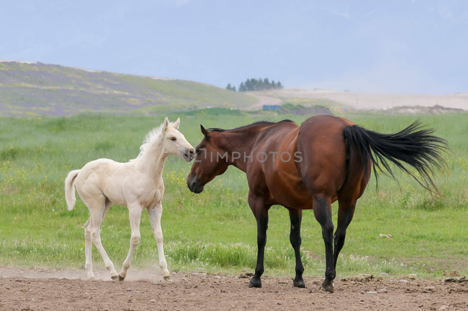 A cute white pony walks up to an adult horse near Polson, Montana.