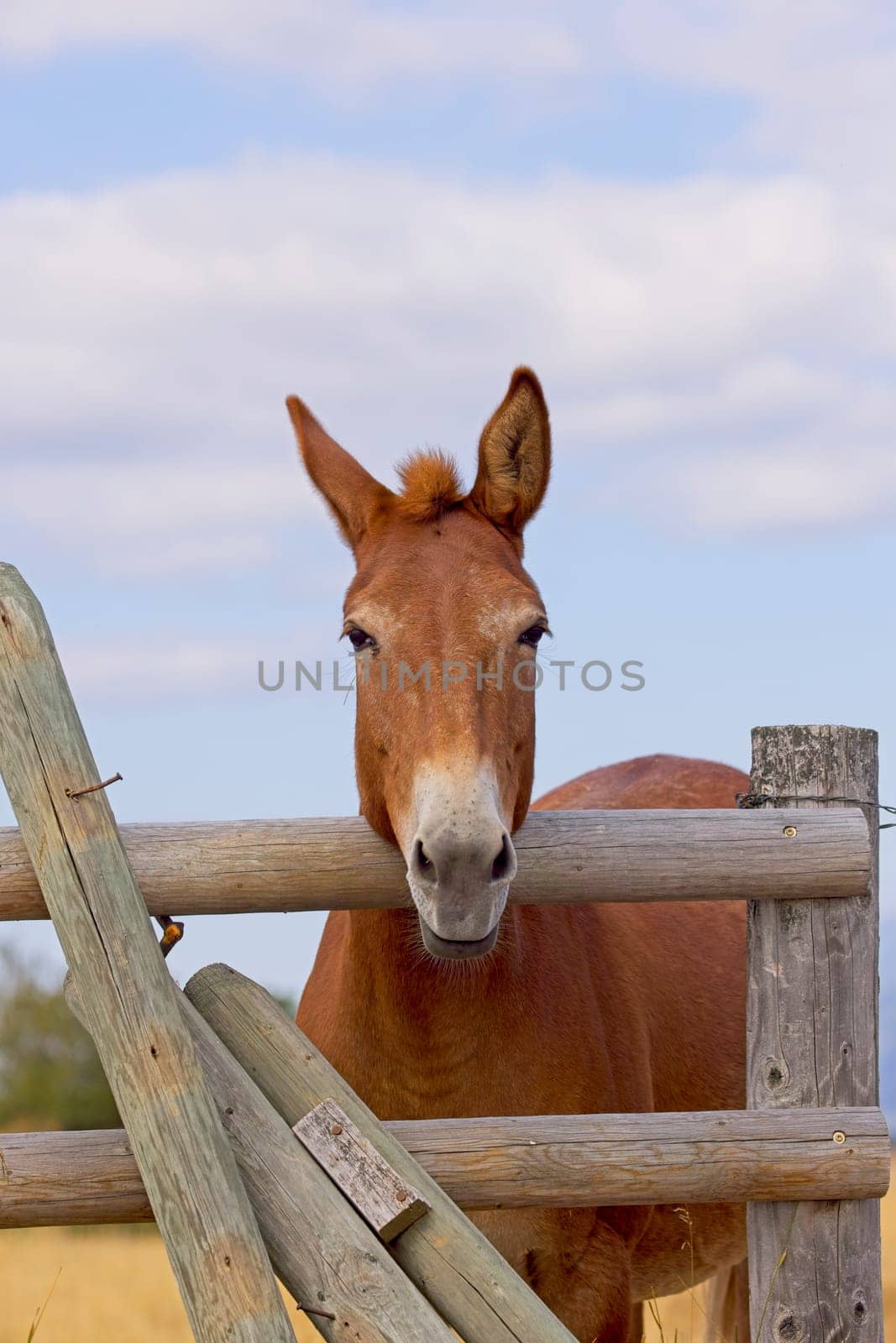 A humorous close up portraiture of a cute mule apprently mugging for the camera near St. Ignatius, Montana.