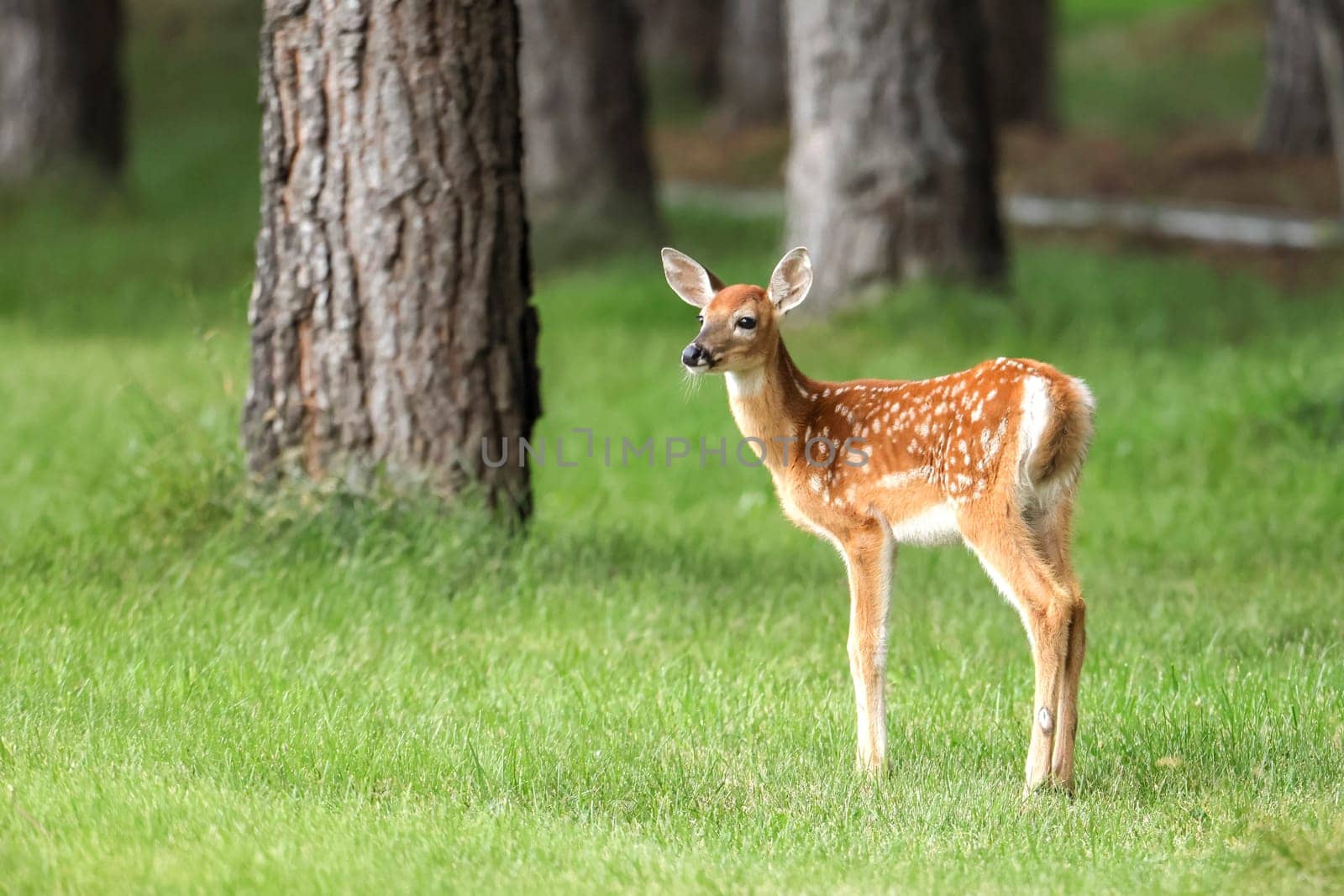 A side view of a cute fawn in a grassy field near Newman Lake, Washington.