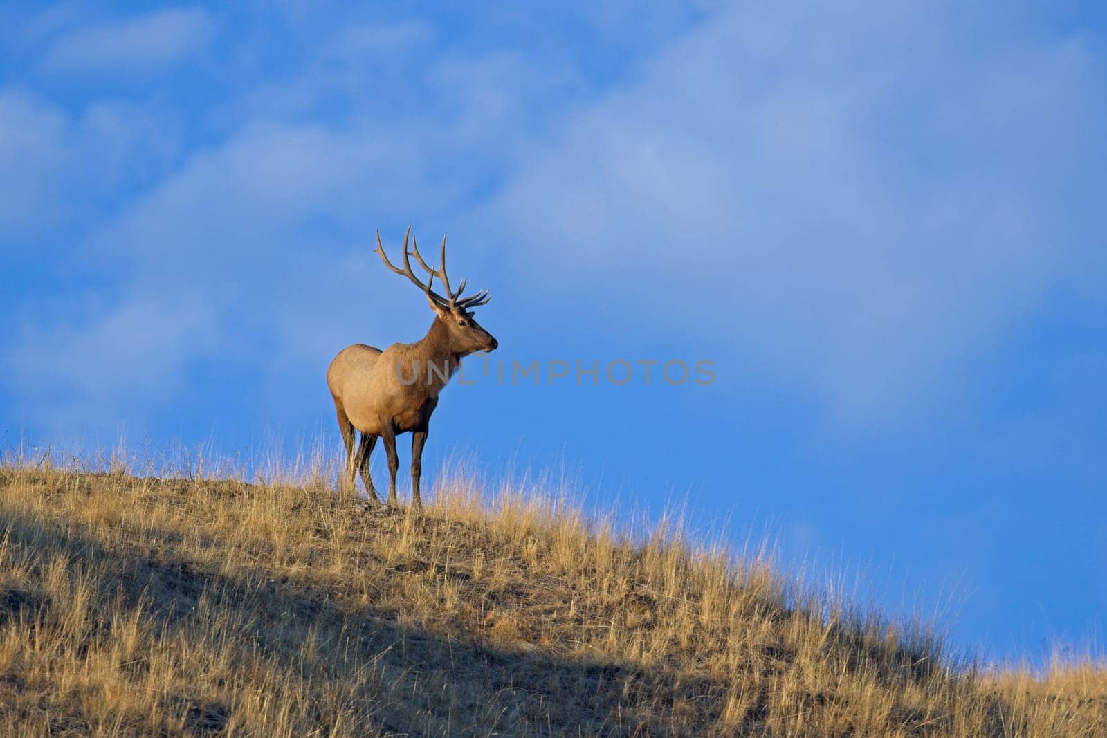 A large bull elk stands on the top of a hill against the blue sky in the morning light in western Montana.