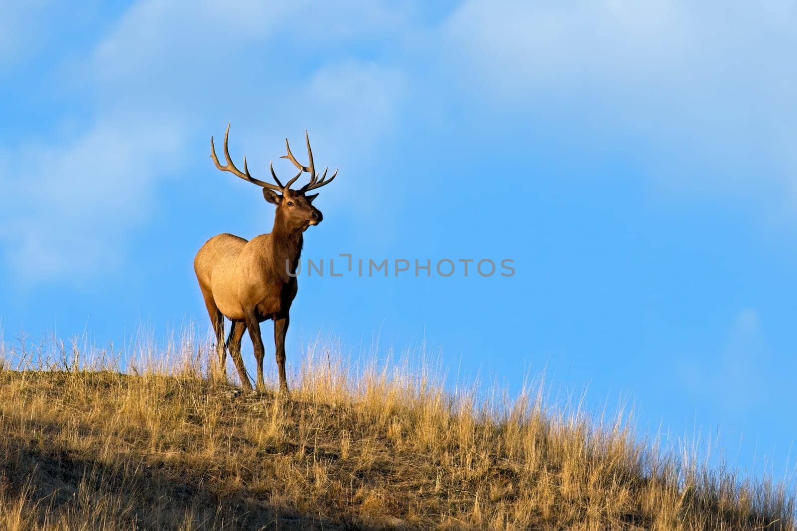 A large bull elk stands on the top of a hill against the blue sky in the morning light in western Montana.