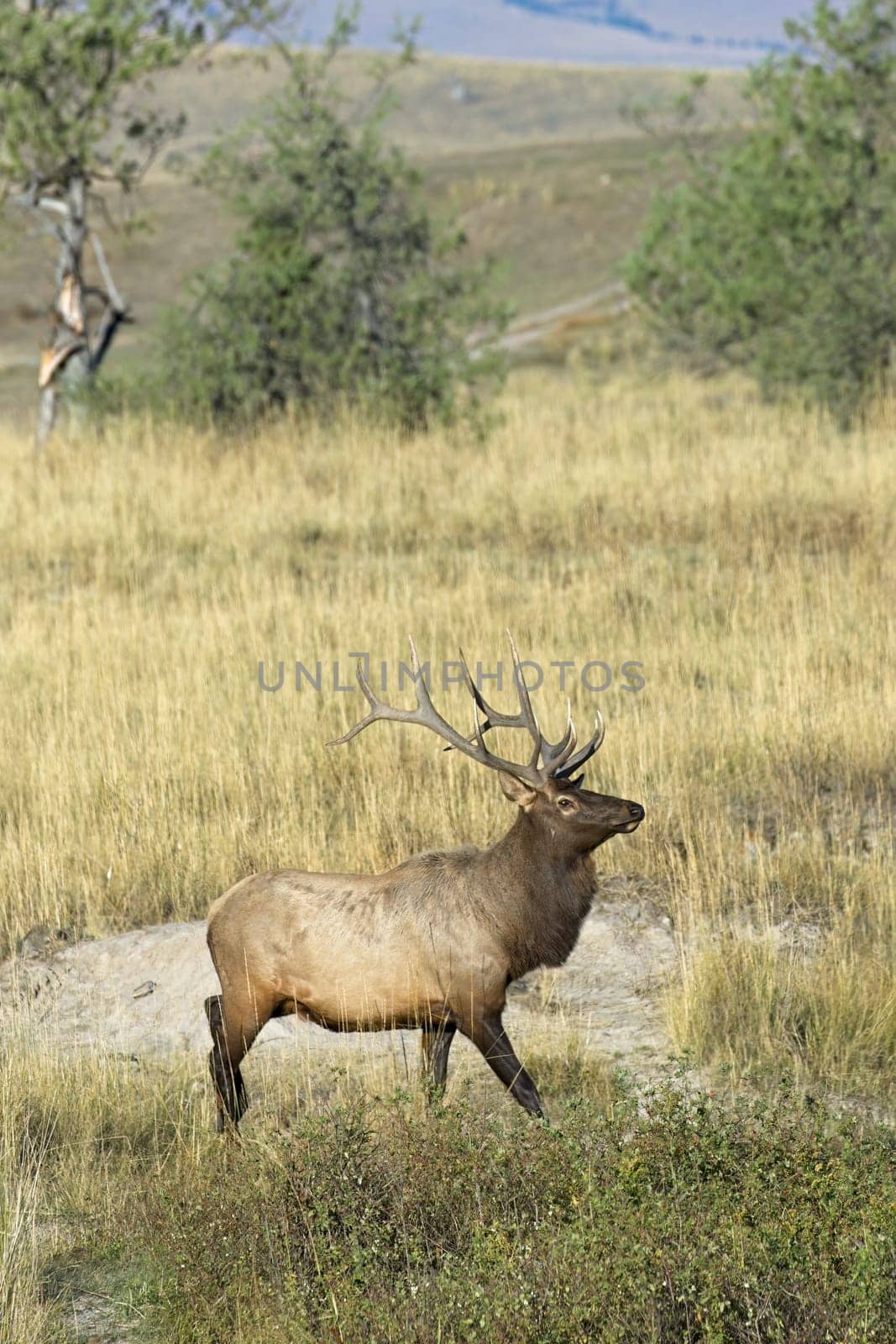 Large elk with antlers walks in a prairie area of western Montana.