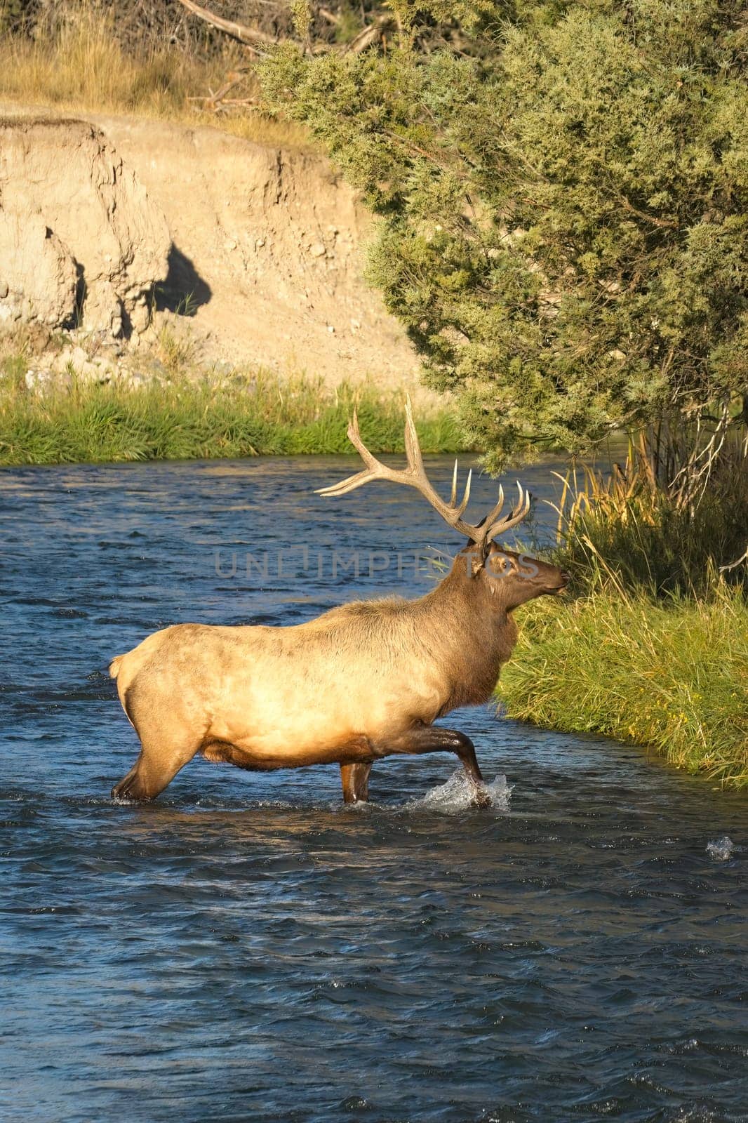A large bull elk crosses to the other side of a river in western Montana.