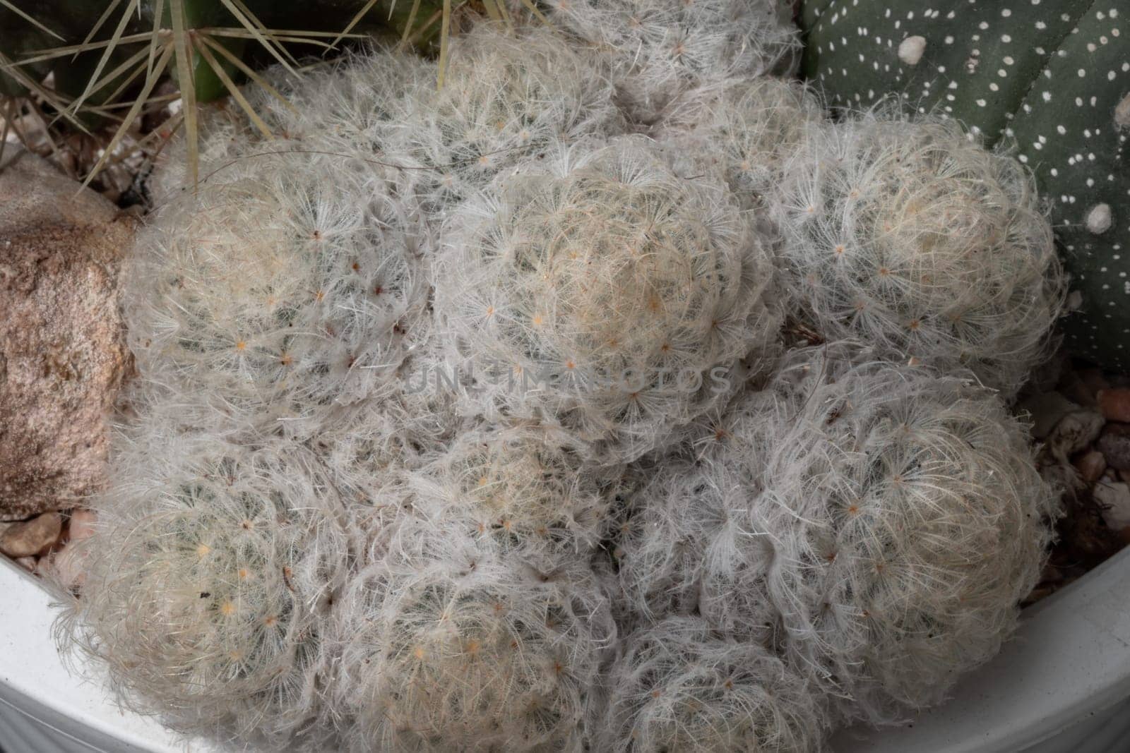Beautiful of Feather Cactus ( Mammillaria plumosa F.A.C.Weber ) cactus Succulent plant spherical green with white feathers covering the stem. Copy space, Selective focus.