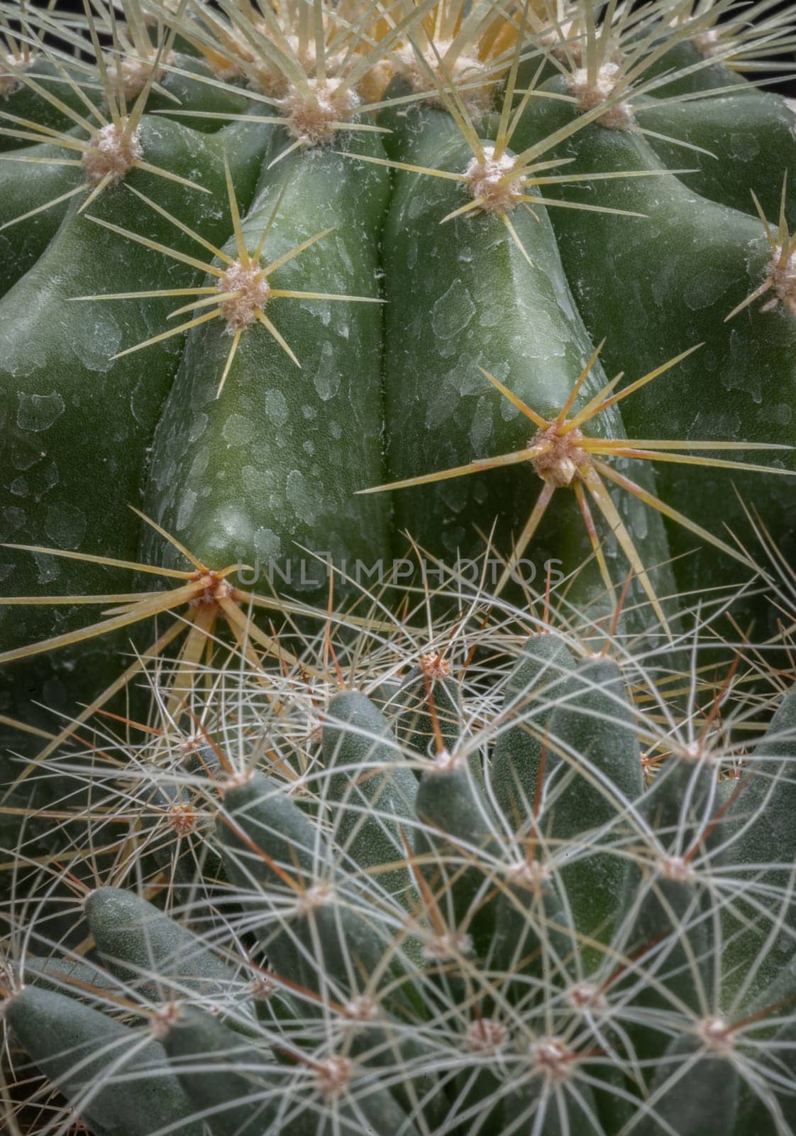 Detail of Mammillaria longimamma with Ferocactus echidne as a background. Sharp prickles green cactus, Succulent Plant, Space for text, Selective focus.