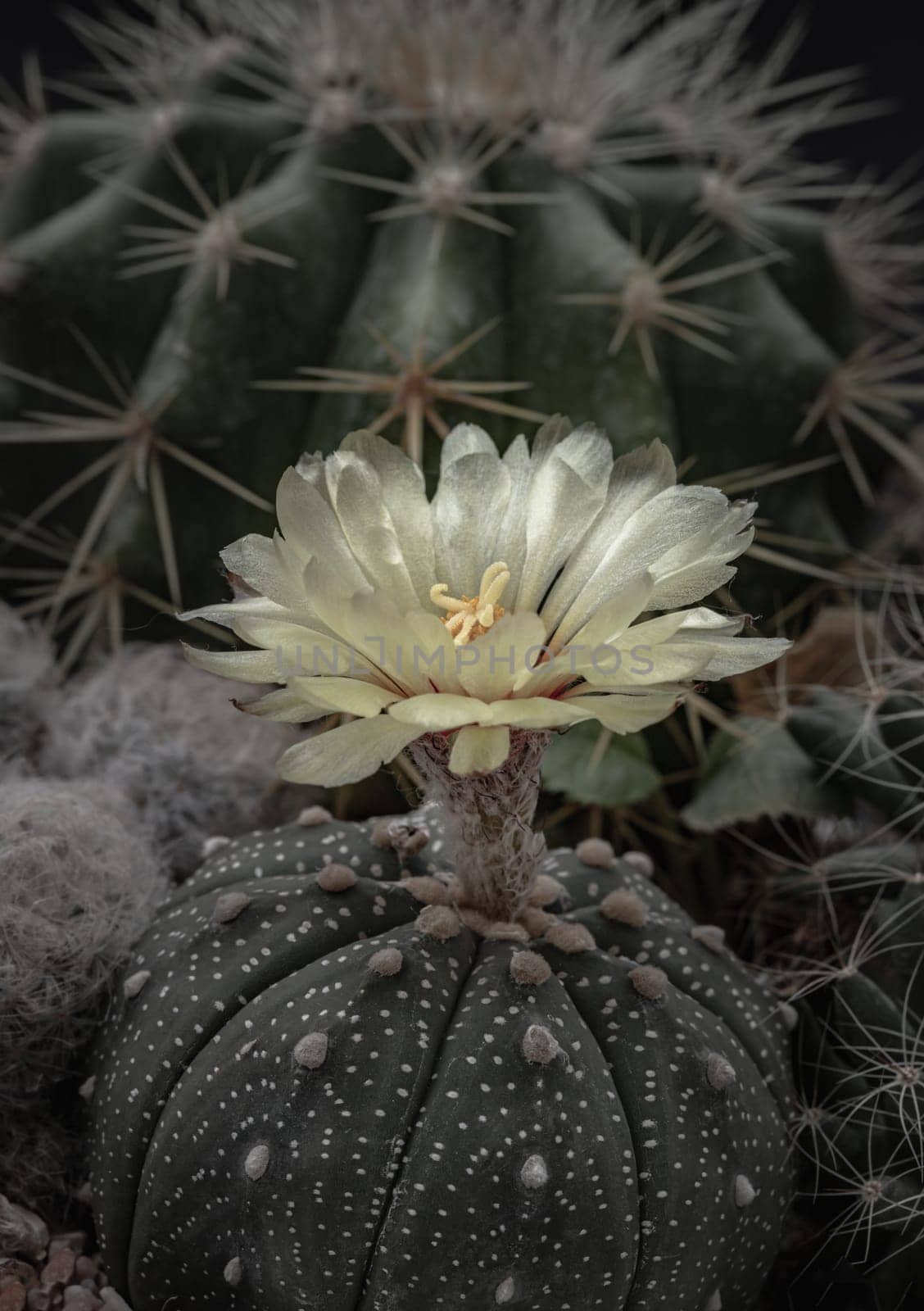 Beautiful yellow flower of Astrophytum asterias (Kabuto cactus) is blooming with Ferocactus echidne as a background. Species of cactus in the genus Astrophytum It has the shape of a ridge that is concave in the middle along the spine. Makes the shape of the tree (form) look like a star, Dark tone, Selective focus.