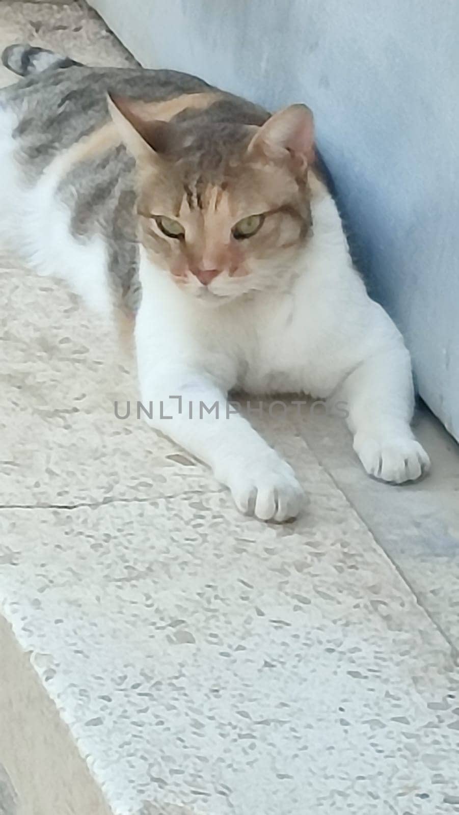beautiful white gray red cat lying on the street, pets, animal nature. High quality photo