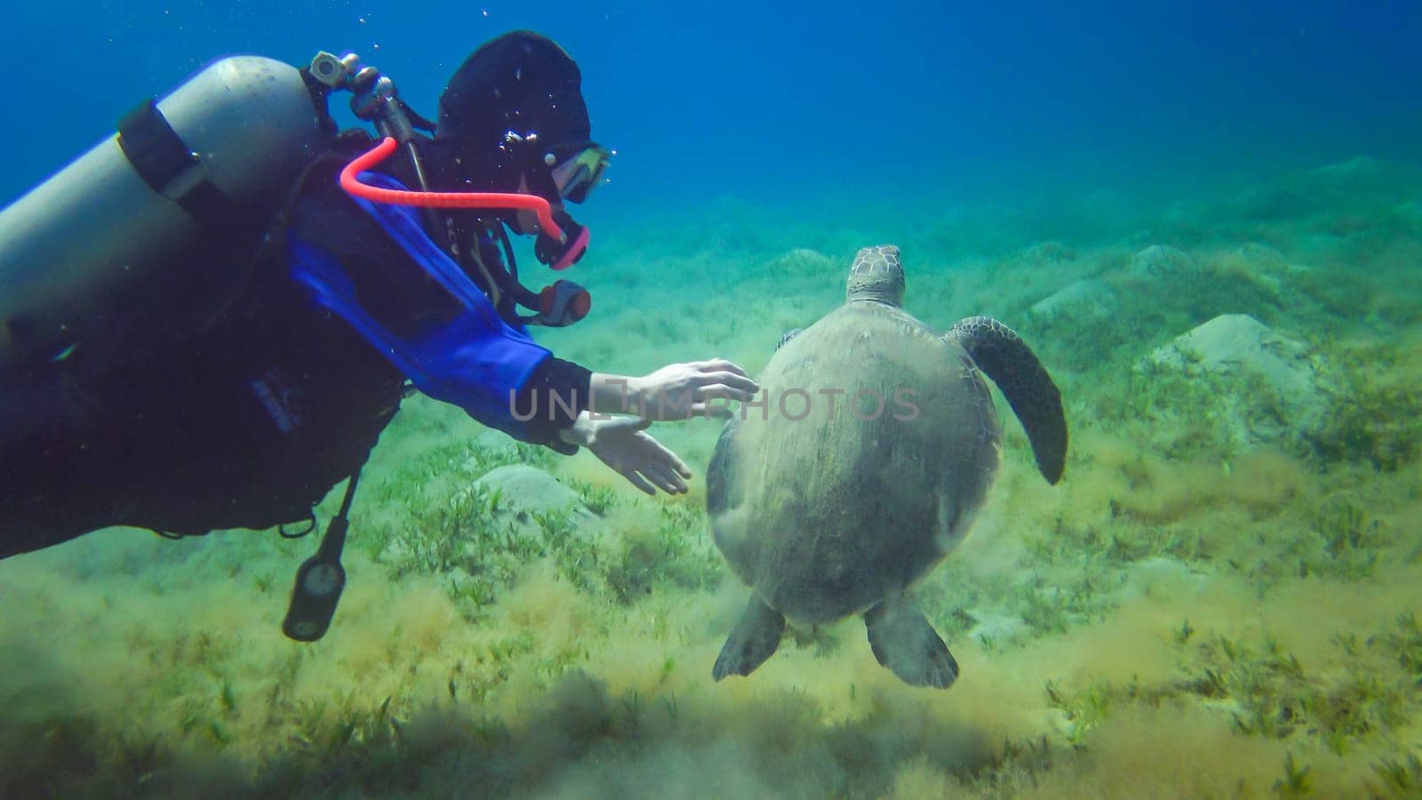 Egypt, Abu Dabb - May 30, 2019: Diver swims near the animal. Hawksbill sea turtle (Eretmochelys imbricata) or Green sea turtle (Chelonia mydas) eating seaweed on the seabed, Red Sea, Egypt