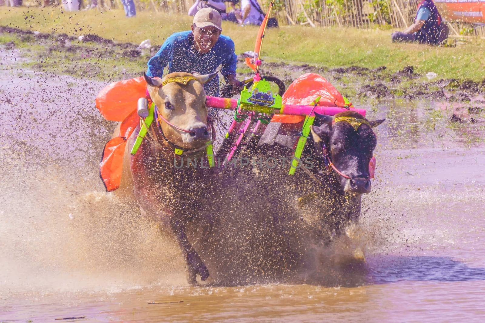 July 27, 2024. Karapan Sapi or Bulls Race in Probolinggo, East Java, Indonesia. Bulls pulling a man through muddy water in a competition, creating a splash of water and mud.