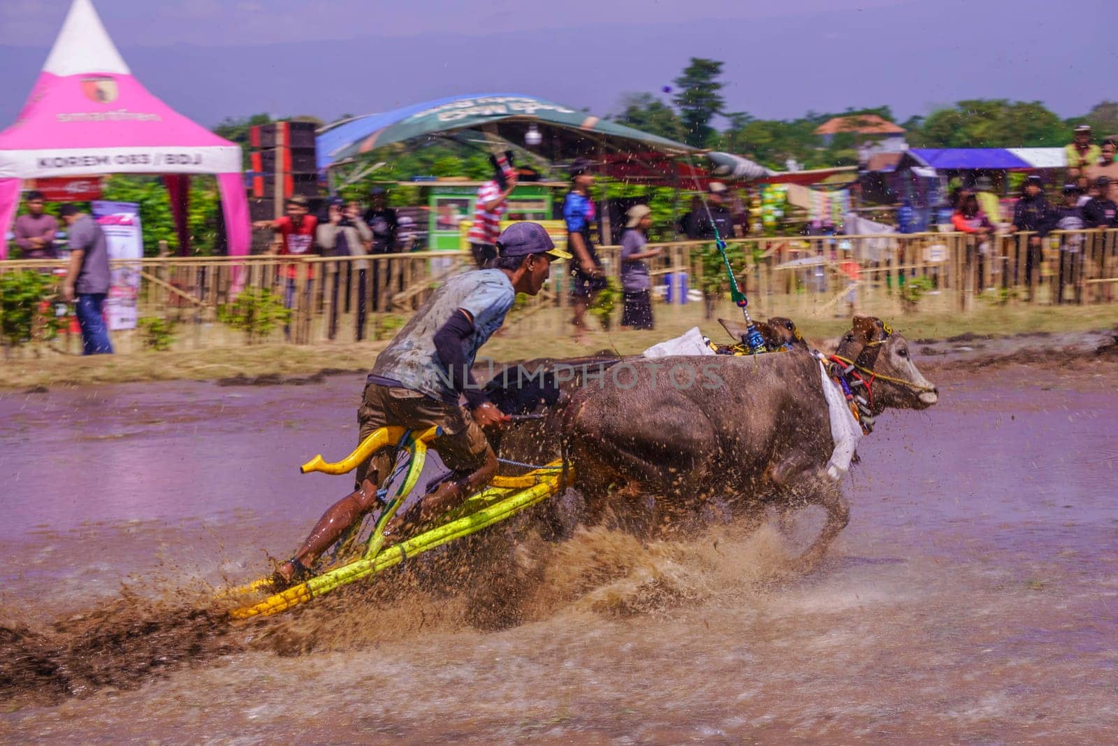 July 27, 2024. Karapan Sapi or Bulls Race in Probolinggo, East Java, Indonesia. Bulls pulling a man through muddy water in a competition, creating a splash of water and mud.