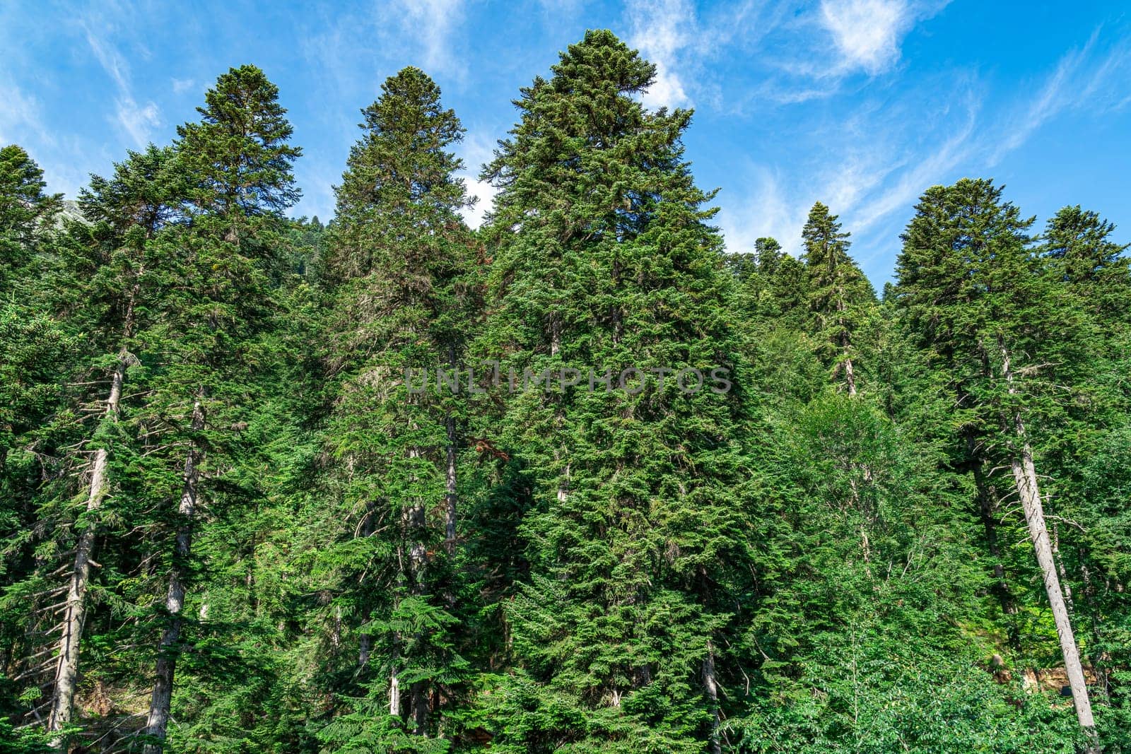 Tall green pines against a blue sky. photo