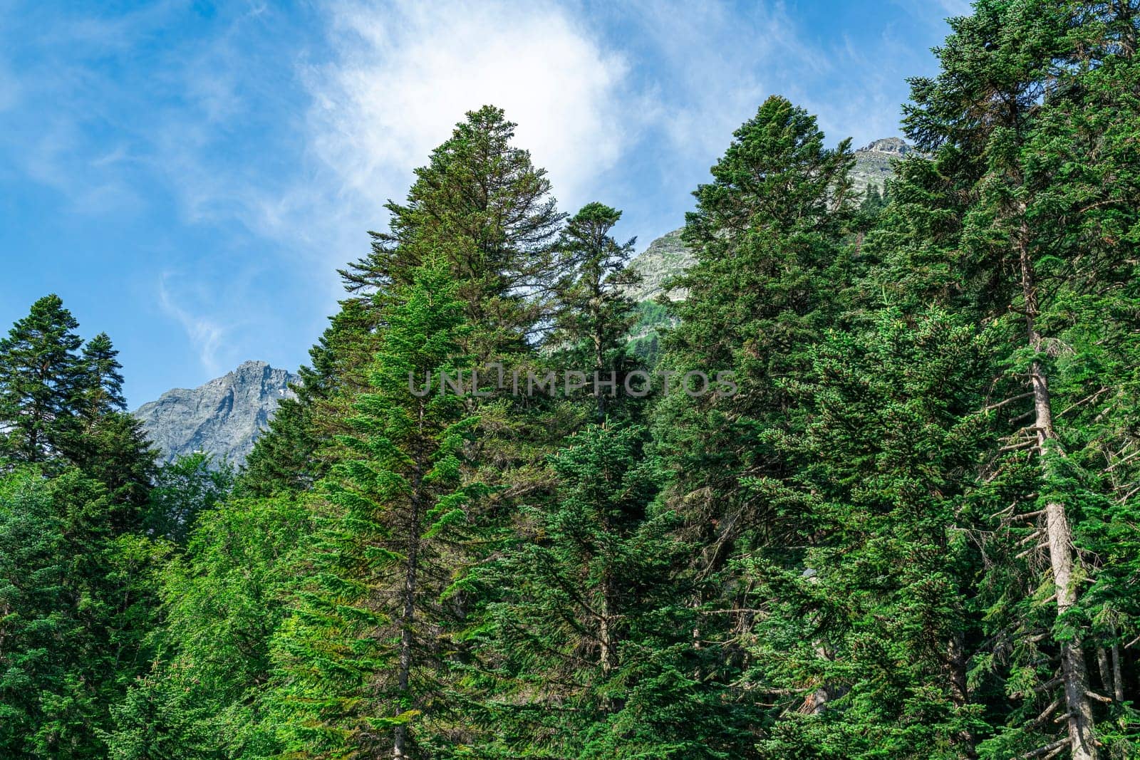 Tall green pines against a blue sky. photo