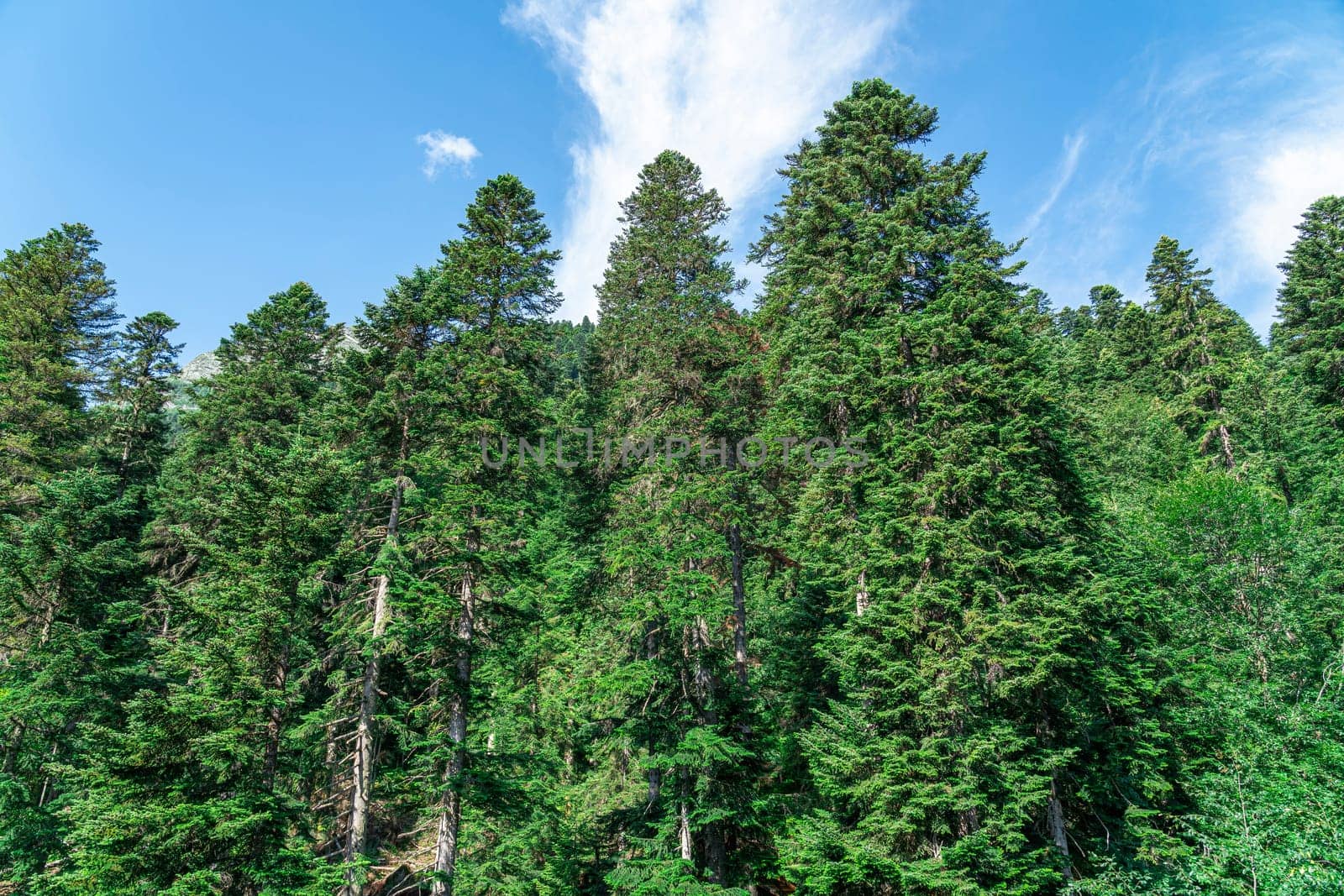 Tall green pines against a blue sky. photo