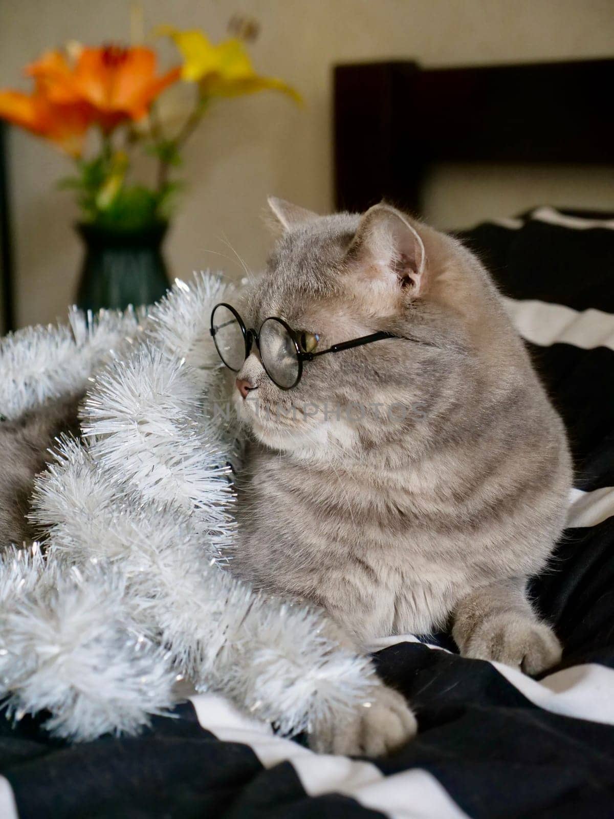 Scottish straight cat celebrates holiday eve Happy New Year 2025 and Merry Christmas , pet in glasses at home looks to the side