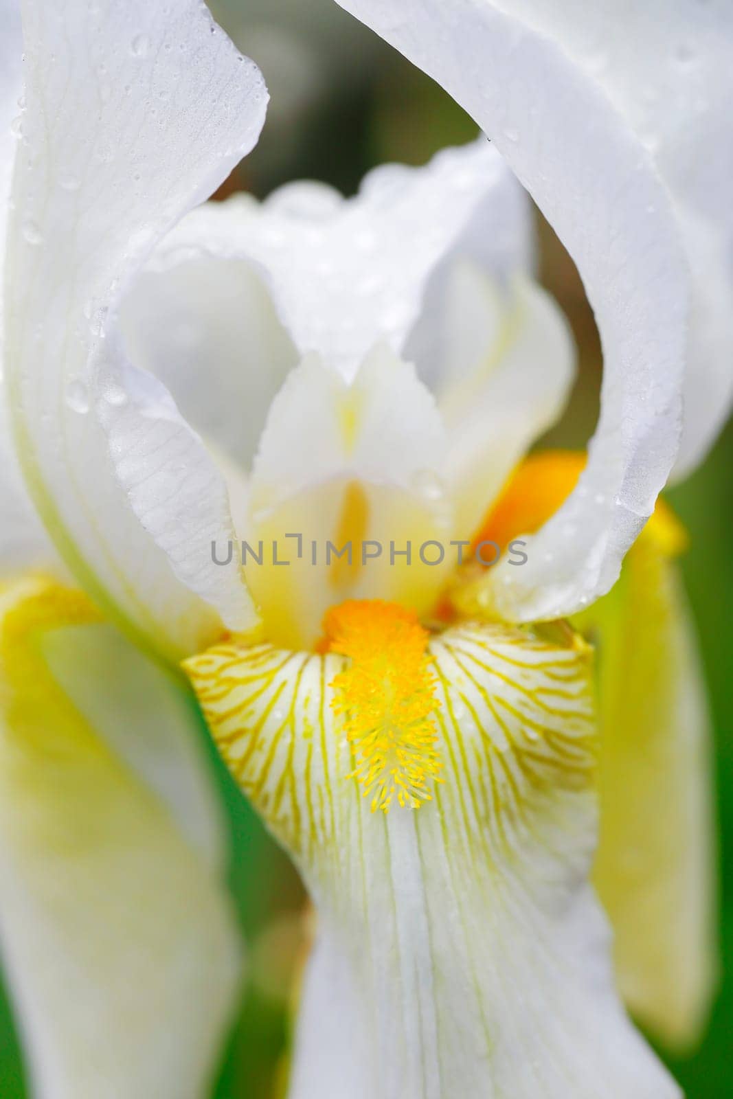 A close up macro photo of a pretty white iris flower in the studio.